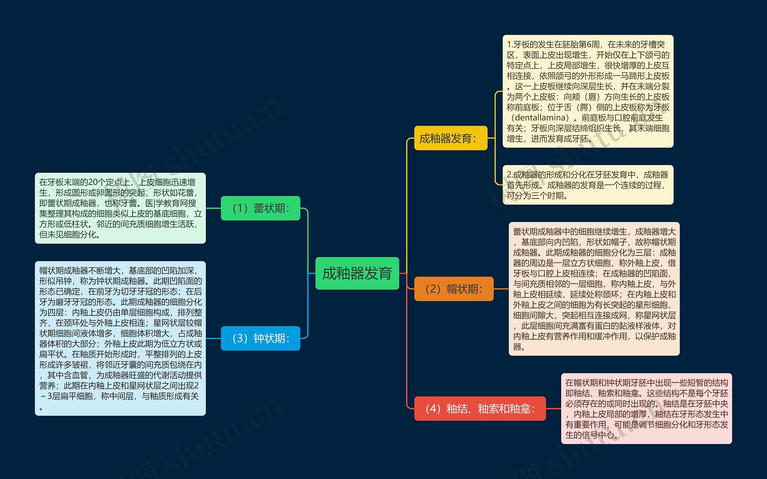 成釉器发育思维导图