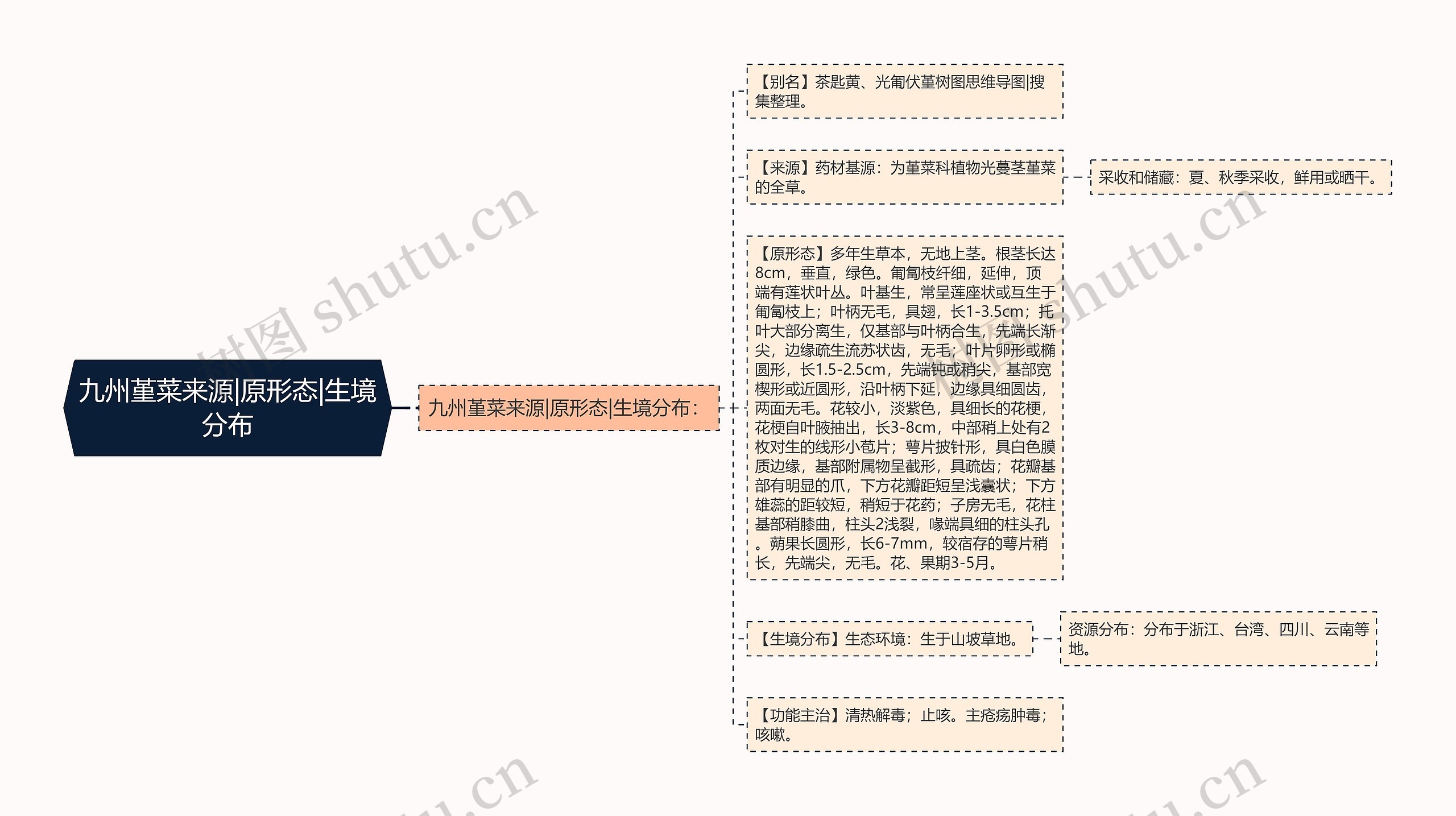 九州堇菜来源|原形态|生境分布 九州堇菜来源|原形态|生境分布