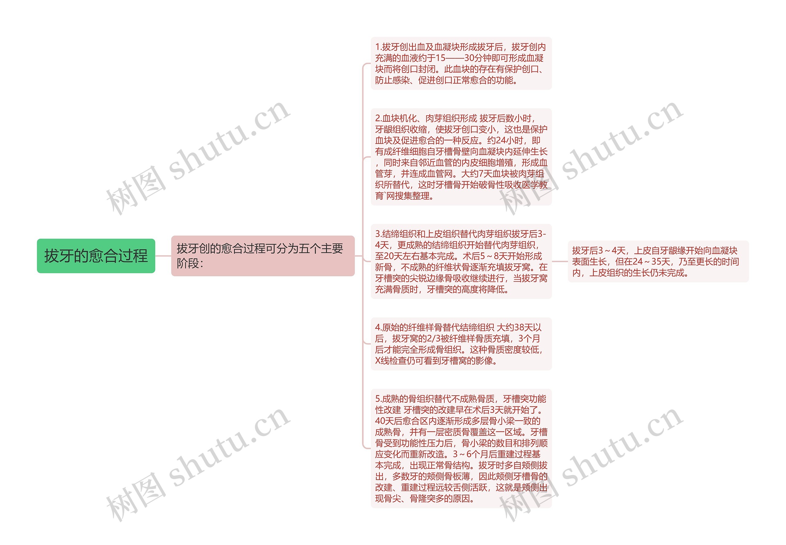 拔牙的愈合过程