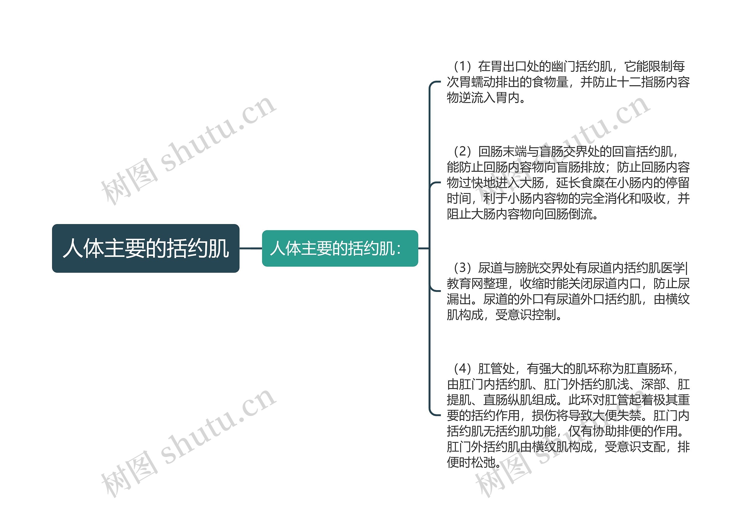 人体主要的括约肌思维导图