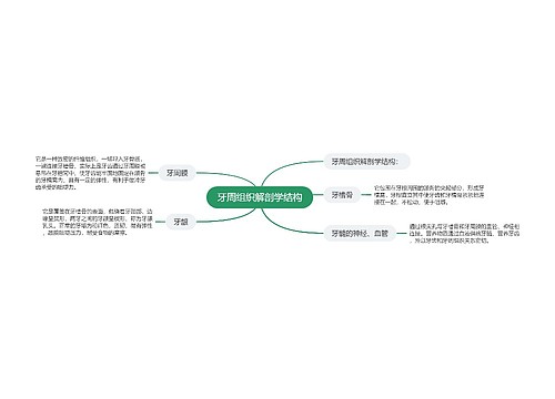 牙周组织解剖学结构