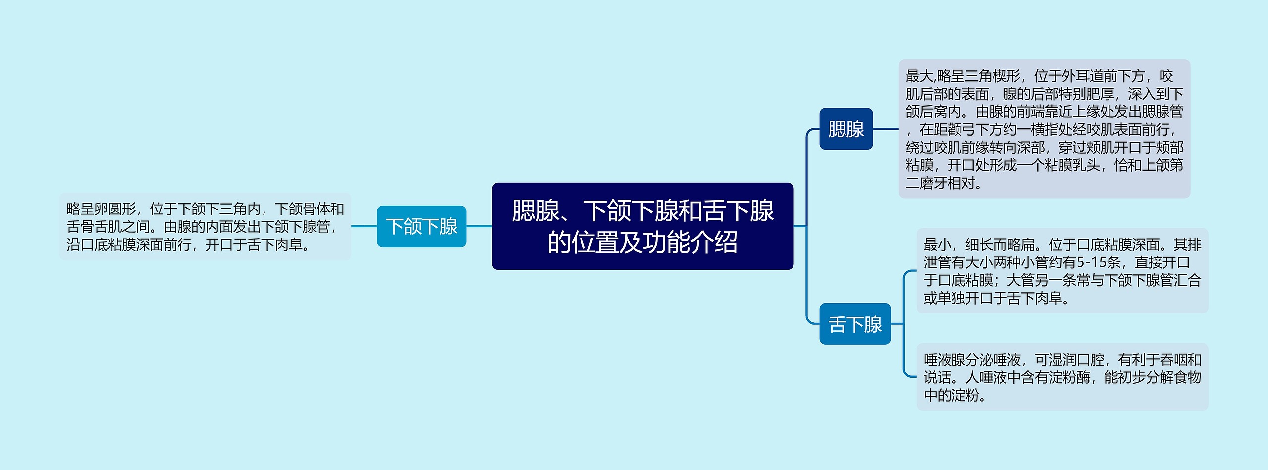 腮腺、下颌下腺和舌下腺的位置及功能介绍思维导图