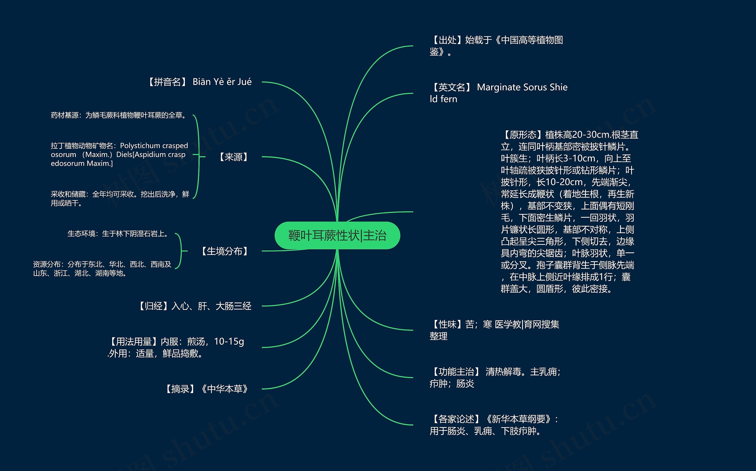 鞭叶耳蕨性状|主治