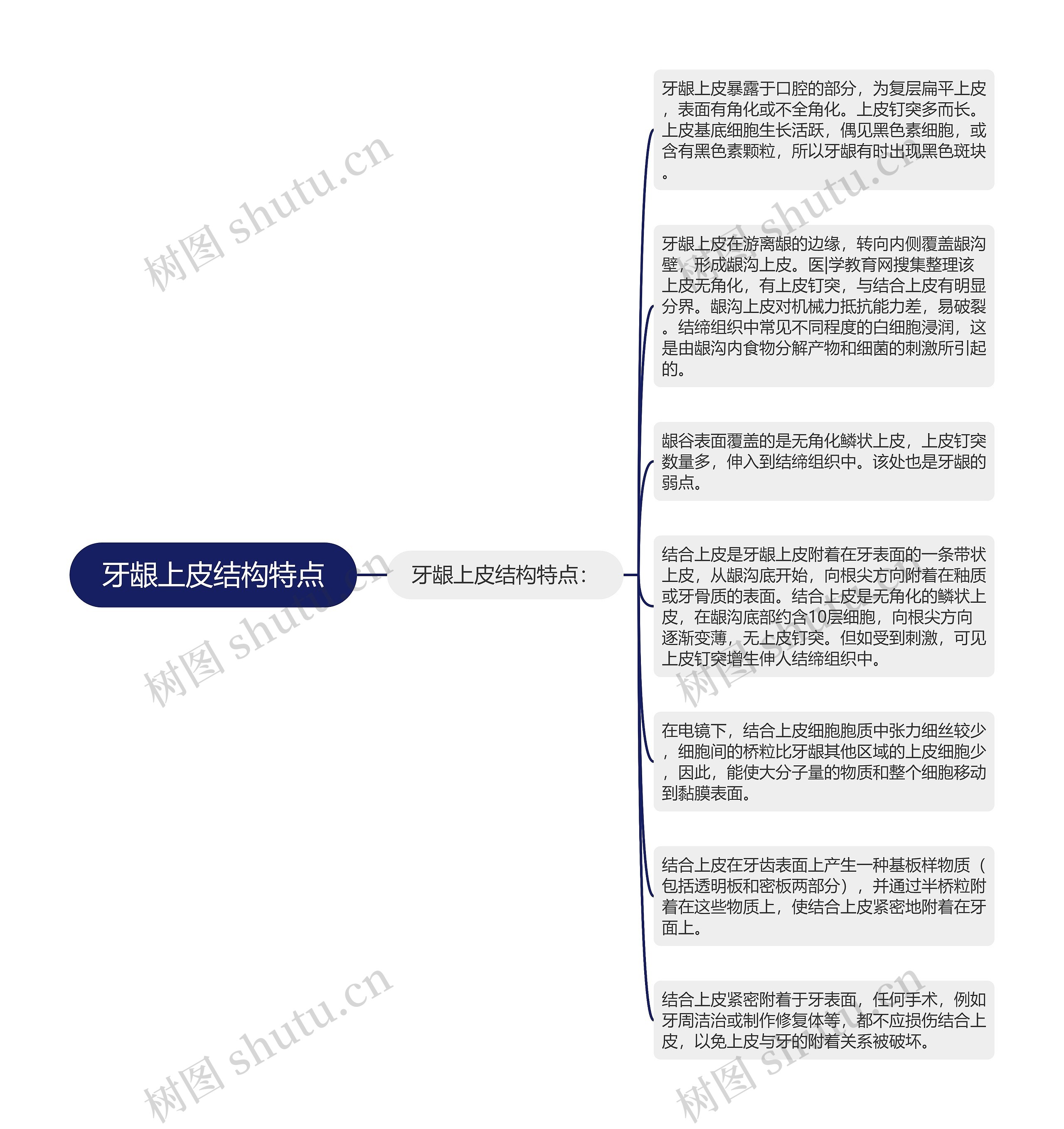 牙龈上皮结构特点思维导图