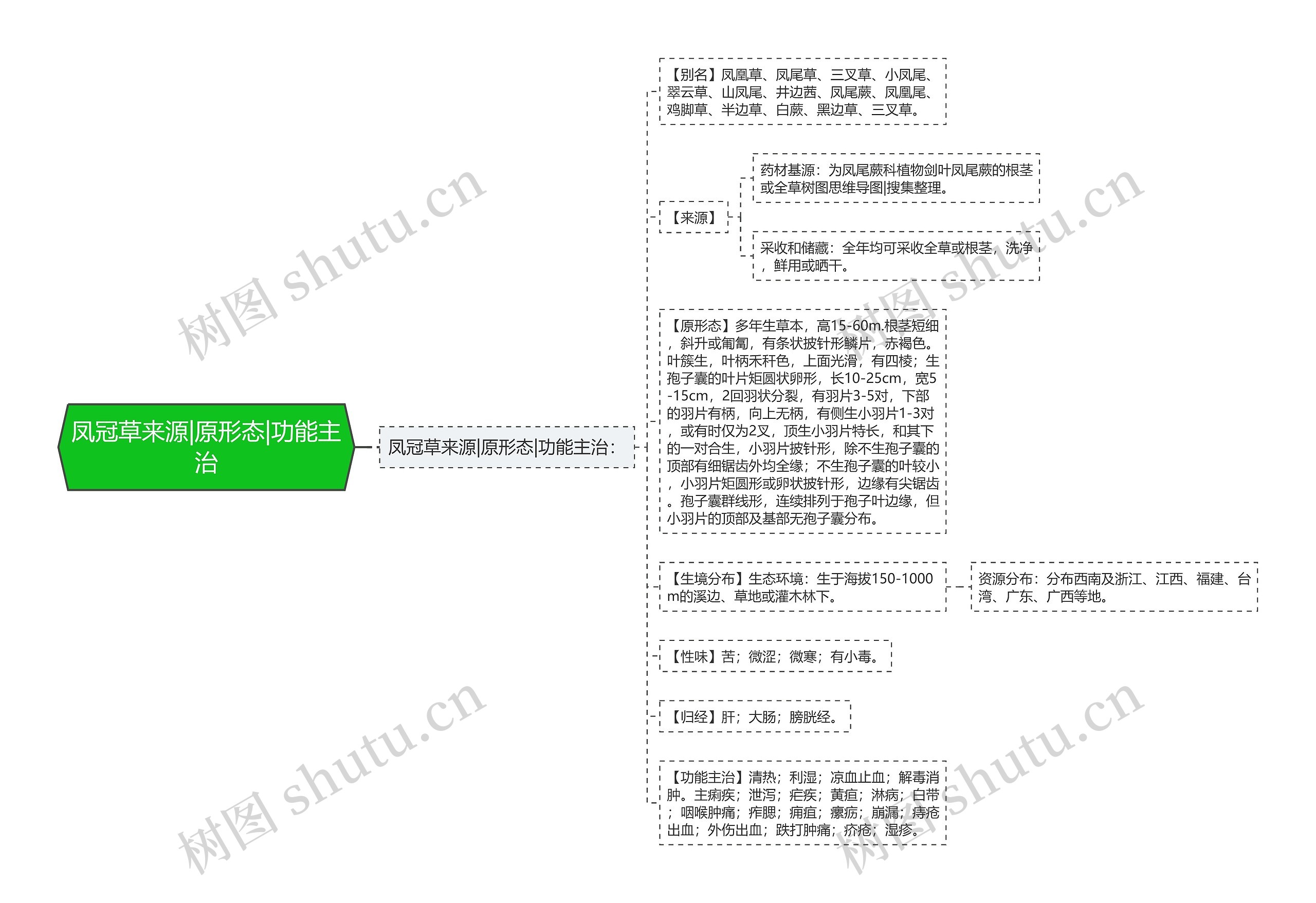 凤冠草来源|原形态|功能主治思维导图