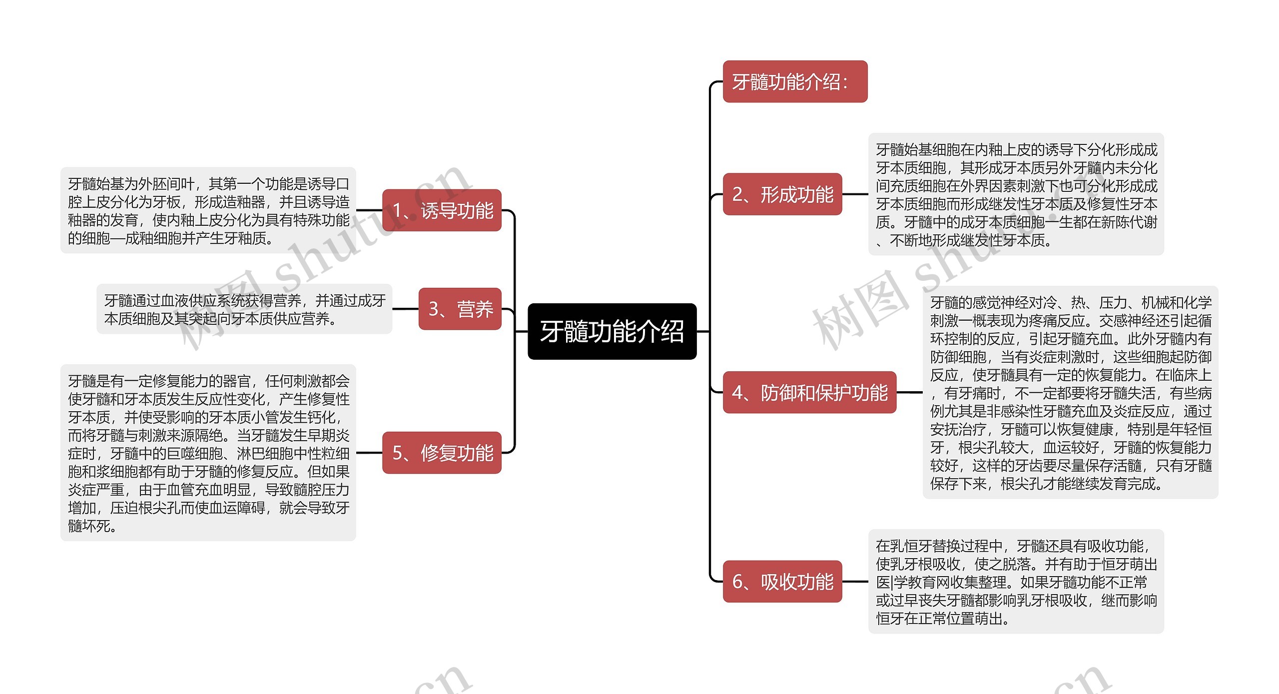 牙髓功能介绍思维导图