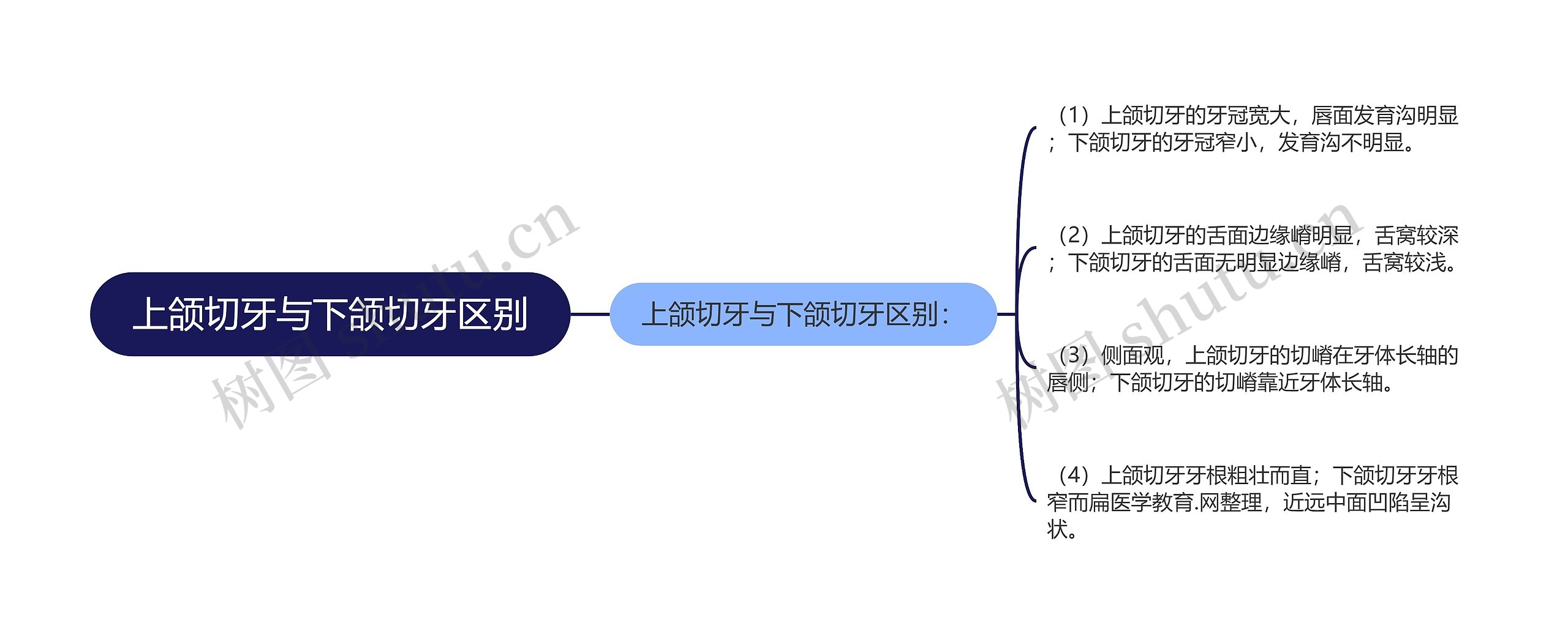 上颌切牙与下颌切牙区别