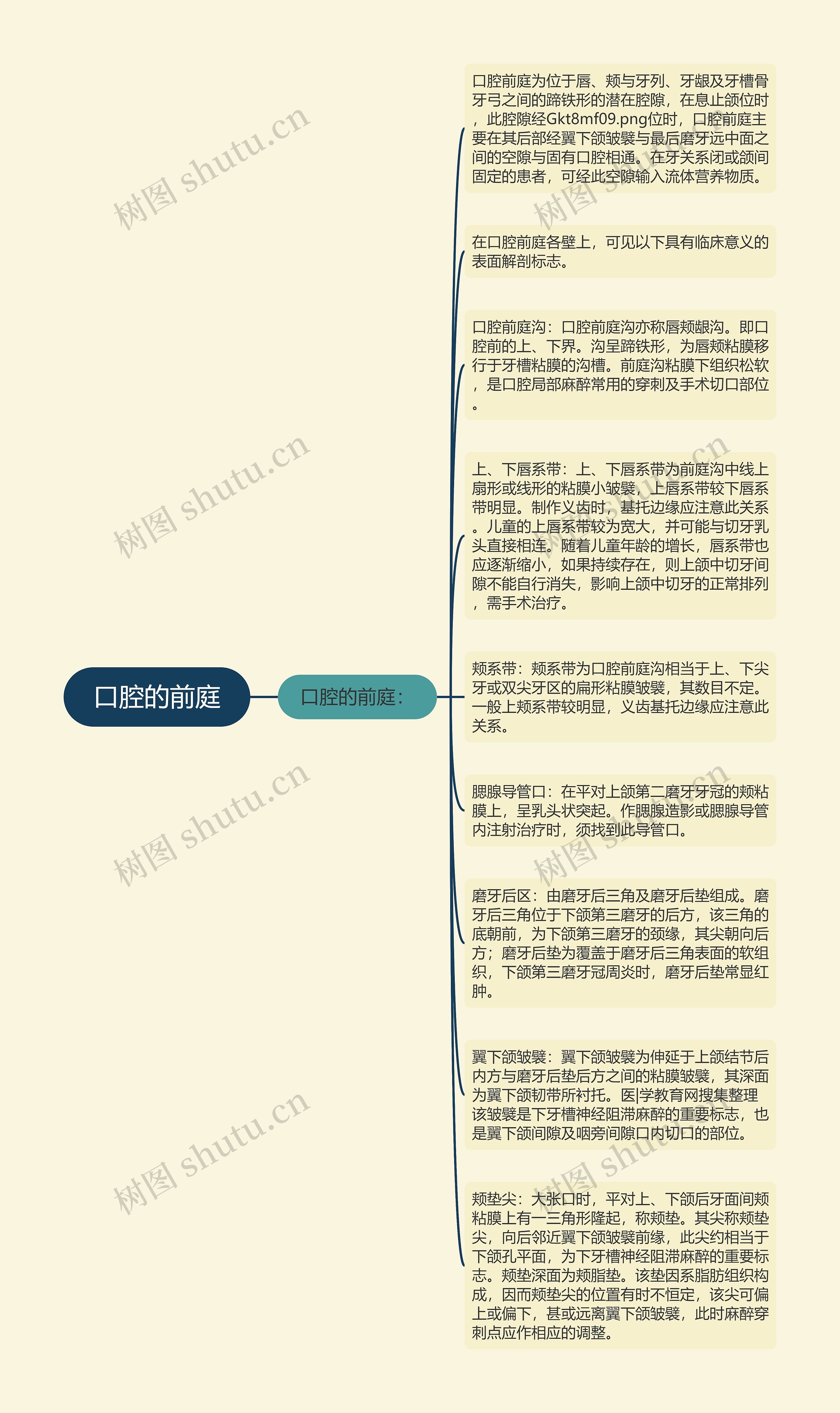 口腔的前庭