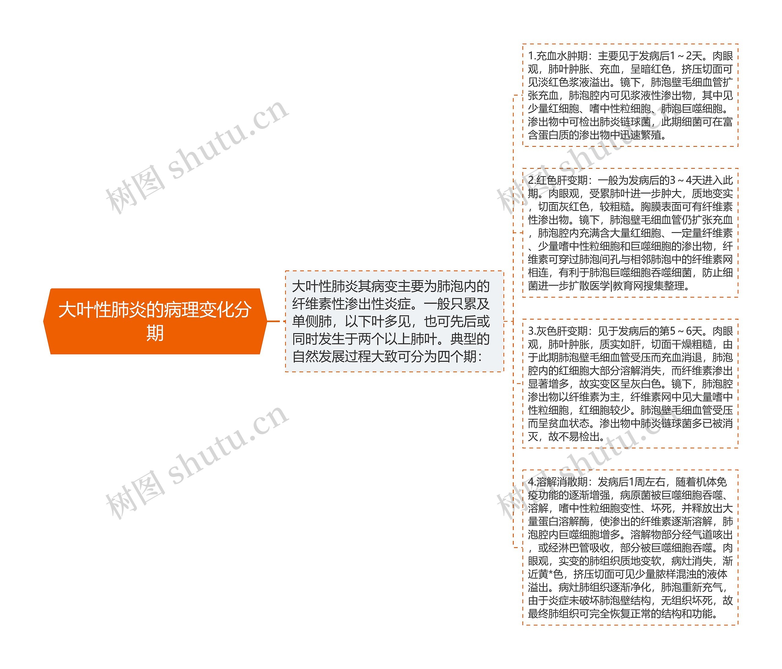 大叶性肺炎的病理变化分期