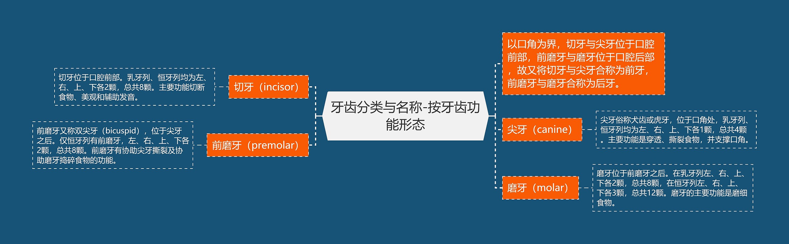 牙齿分类与名称-按牙齿功能形态思维导图