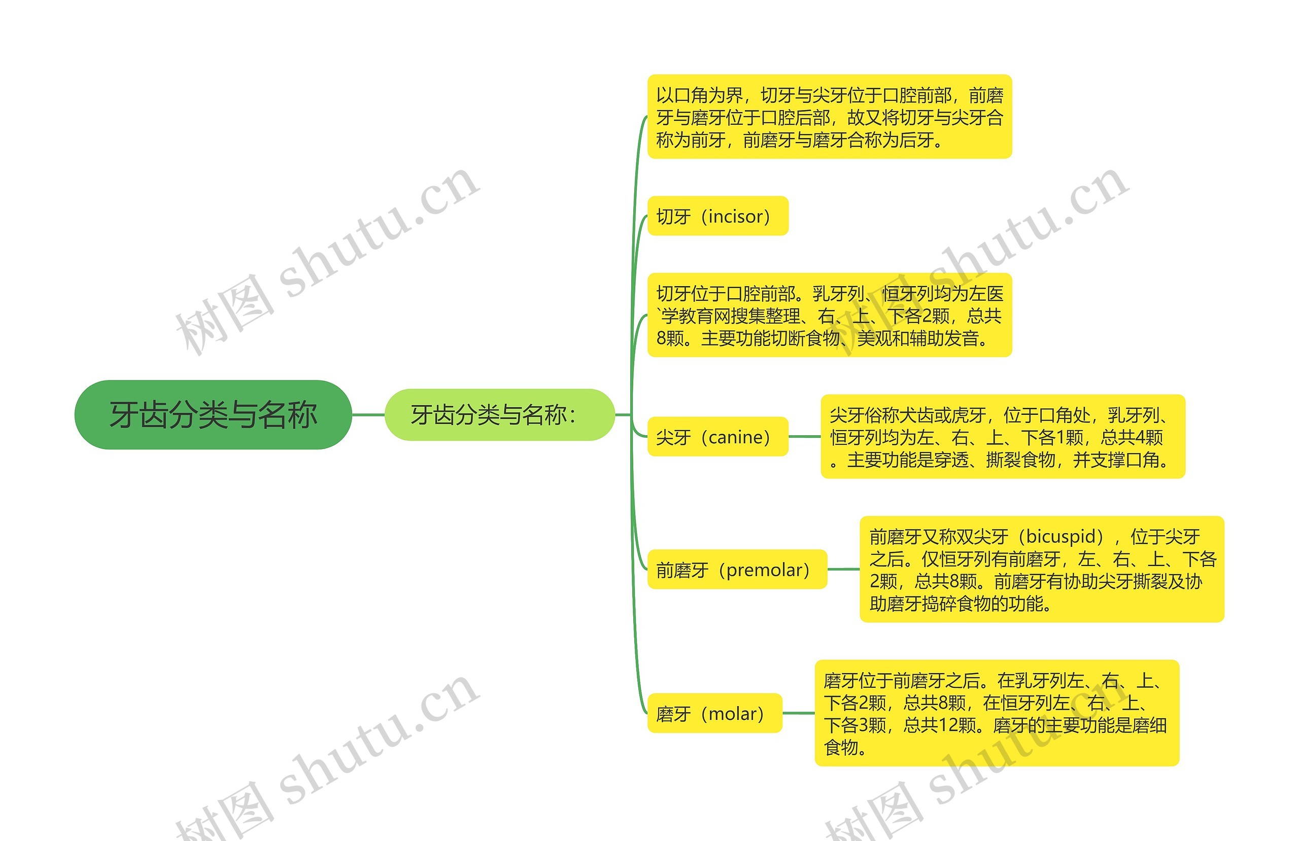 牙齿分类与名称