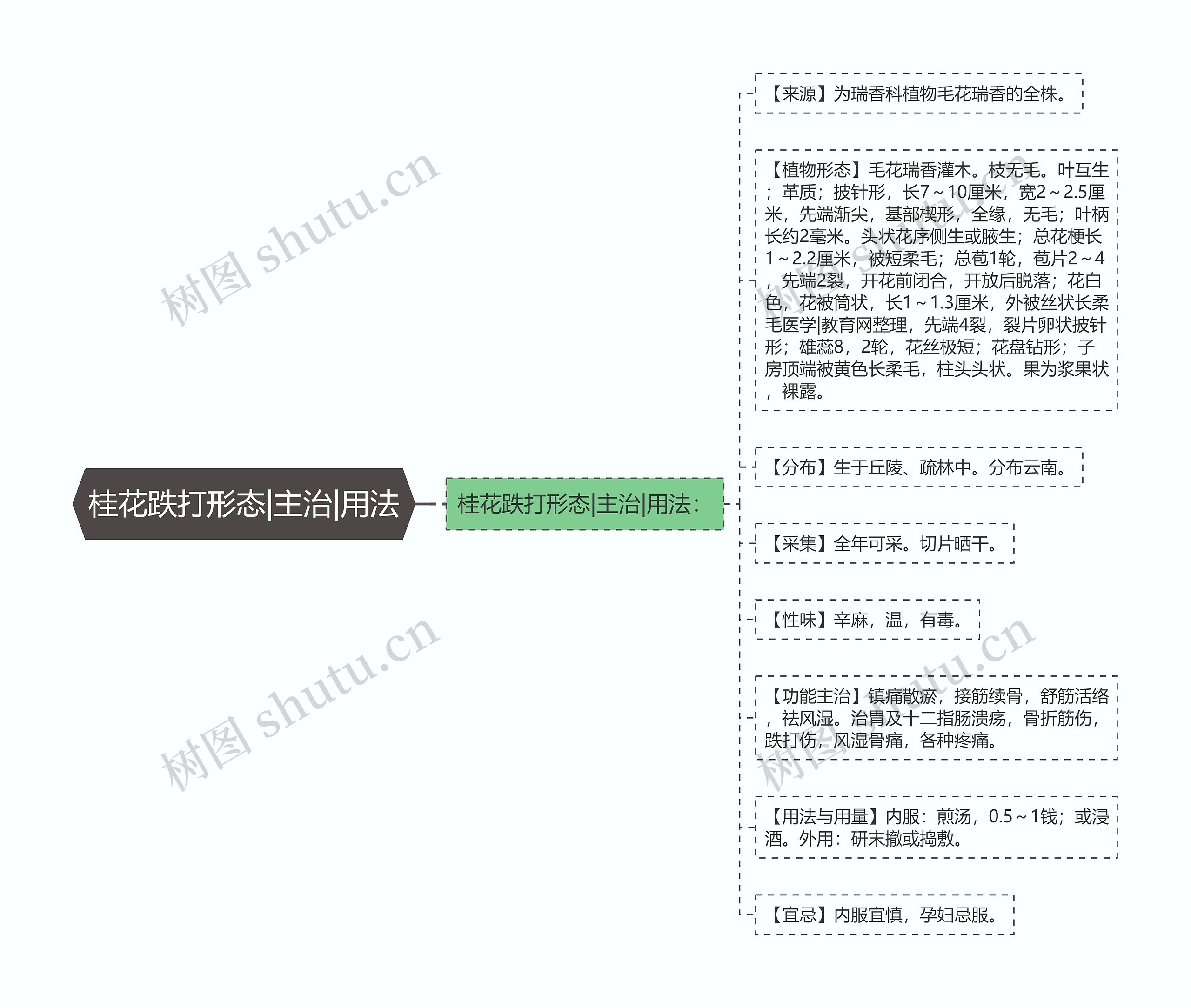 桂花跌打形态|主治|用法思维导图