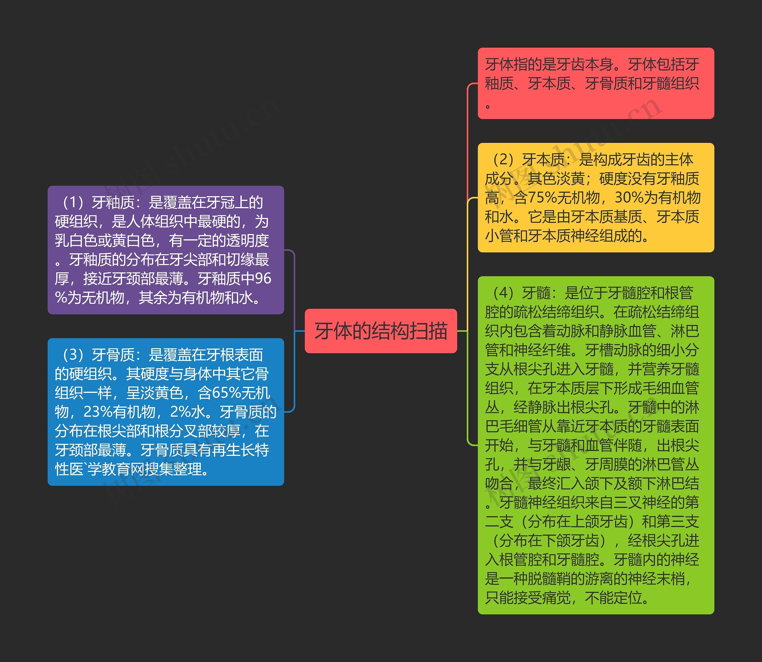 牙体的结构扫描 牙体的结构扫描
