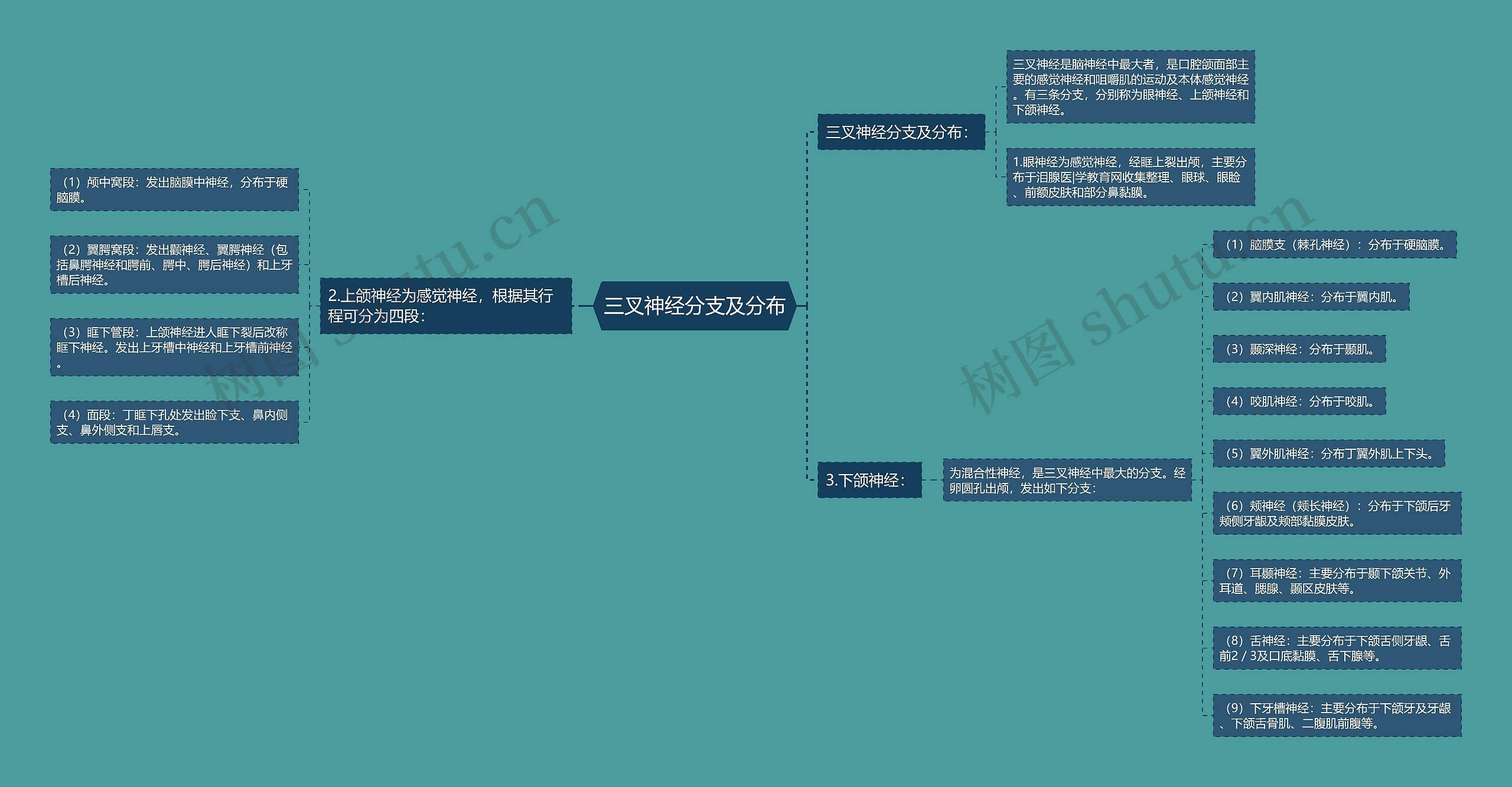 三叉神经分支及分布