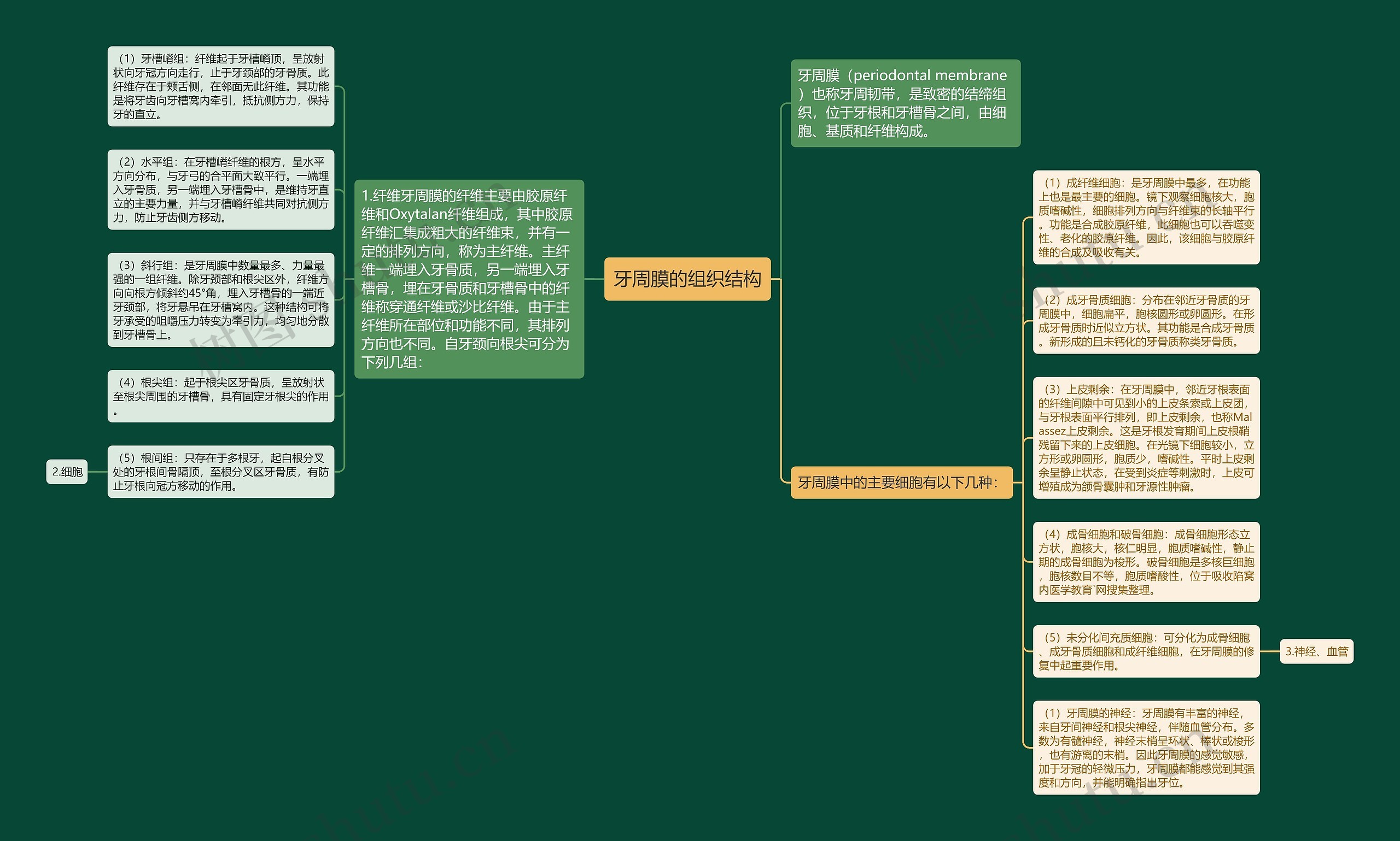 牙周膜的组织结构