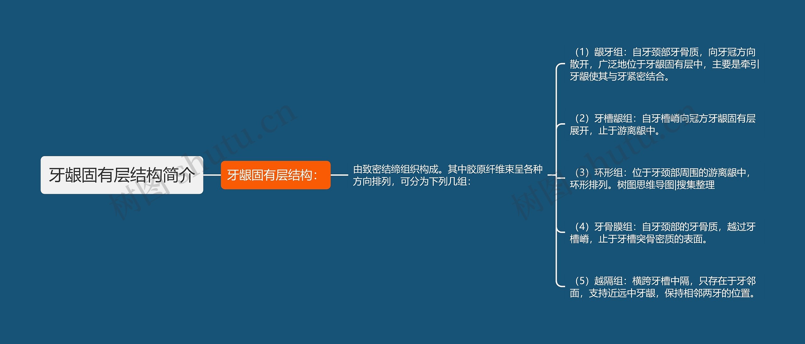 牙龈固有层结构简介