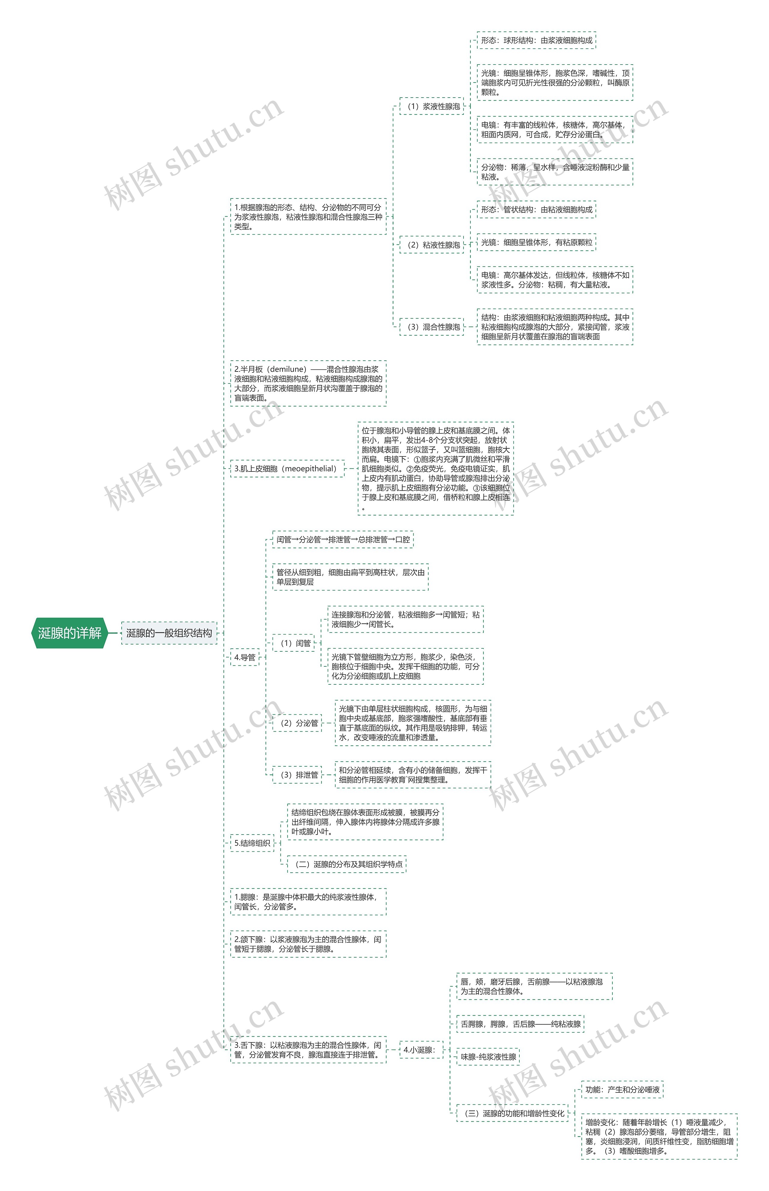 涎腺的详解 涎腺的详解
