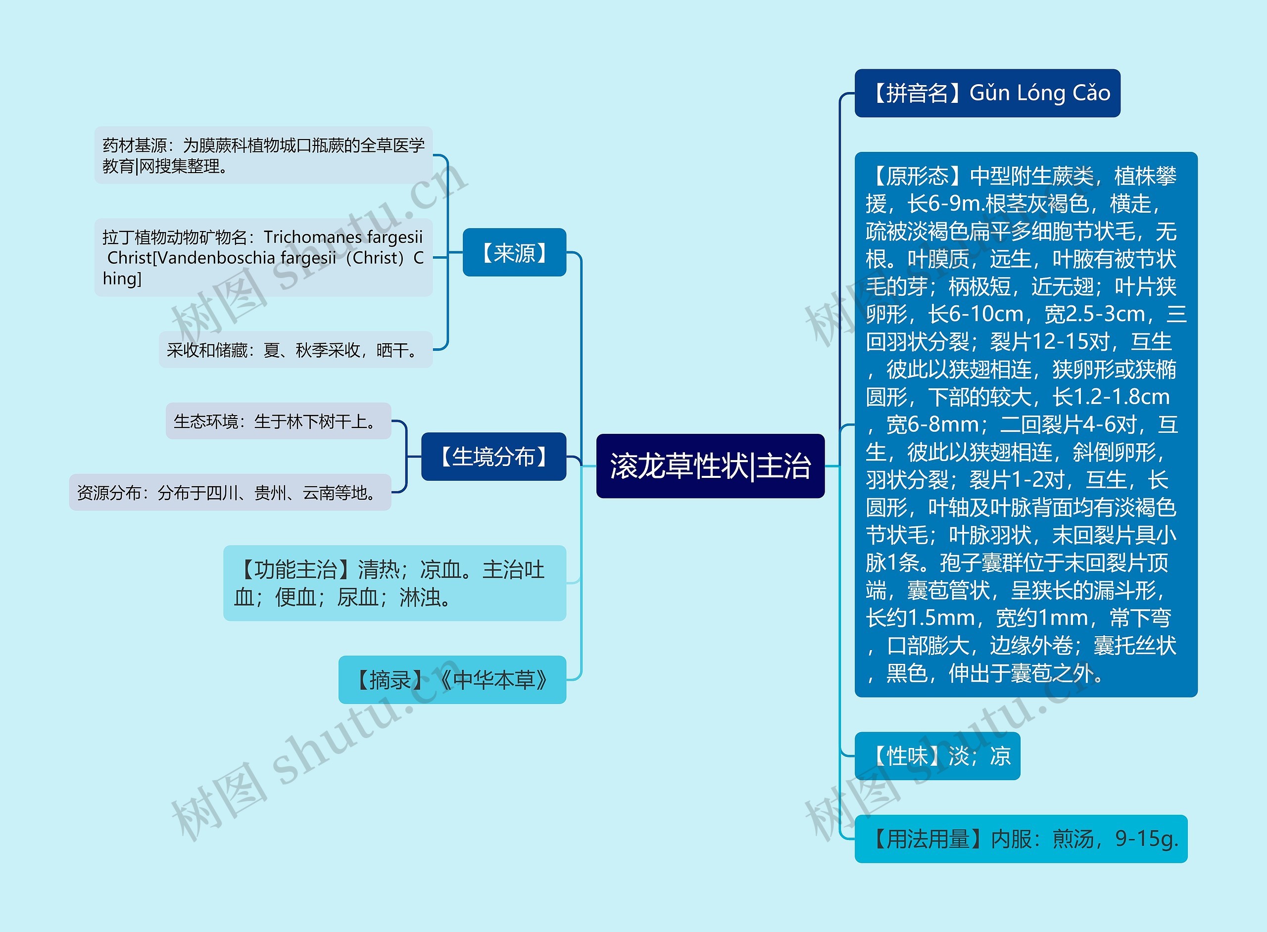 滚龙草性状|主治思维导图