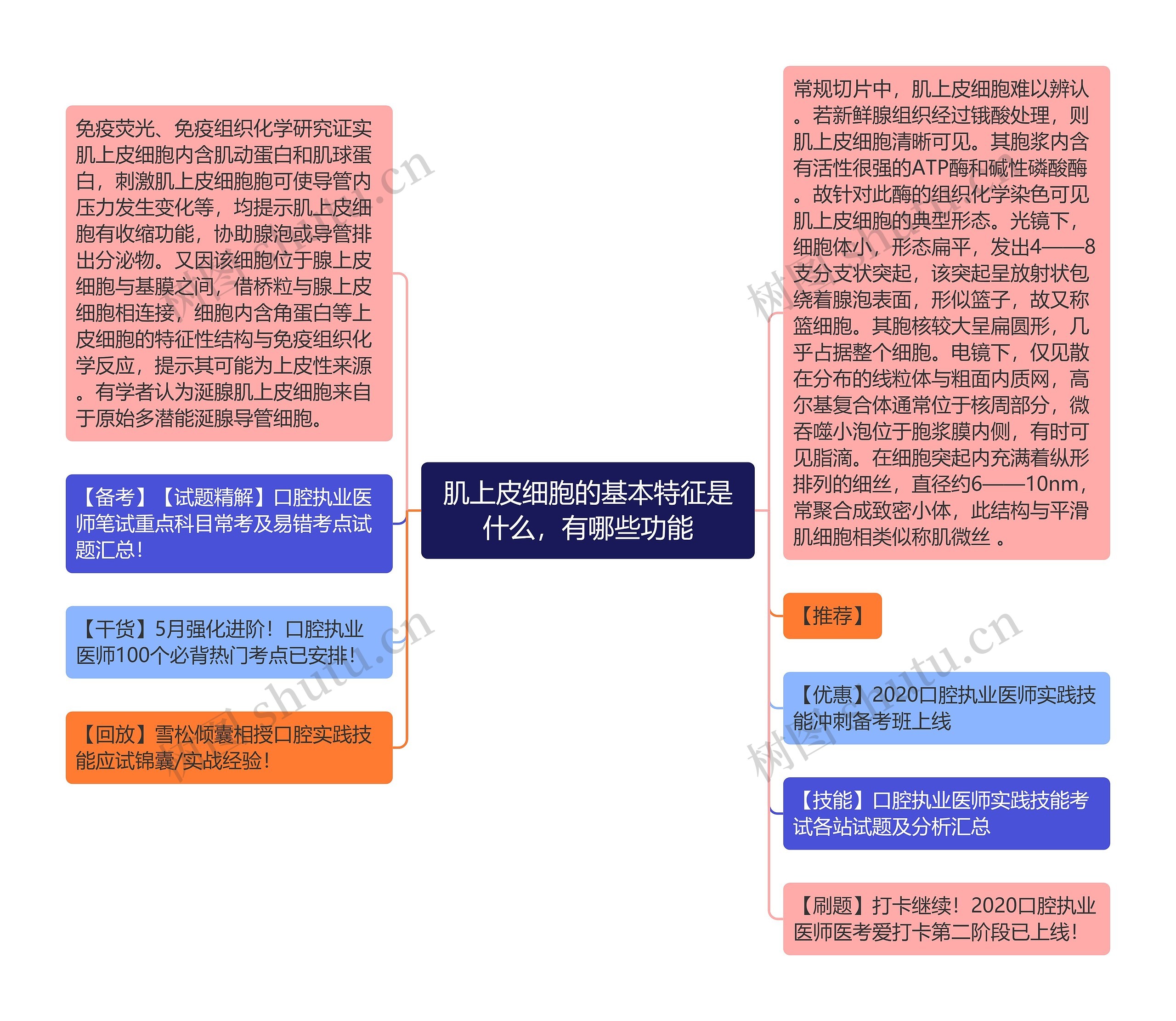 肌上皮细胞的基本特征是什么，有哪些功能思维导图