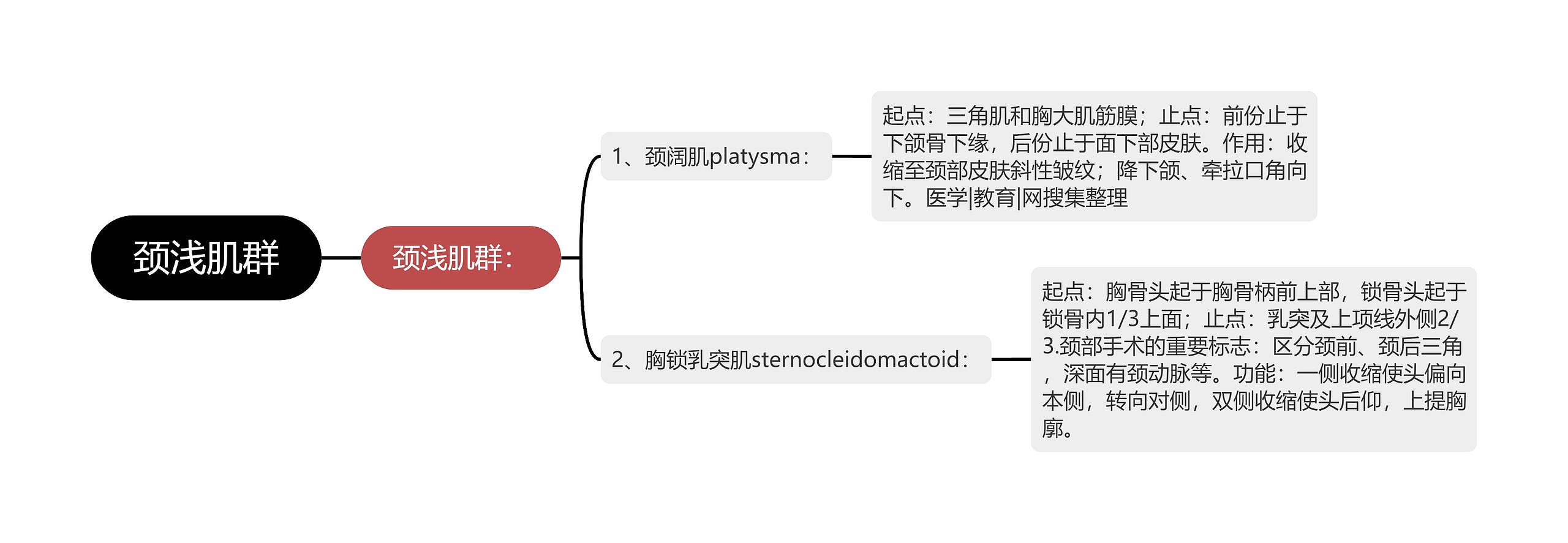 颈浅肌群