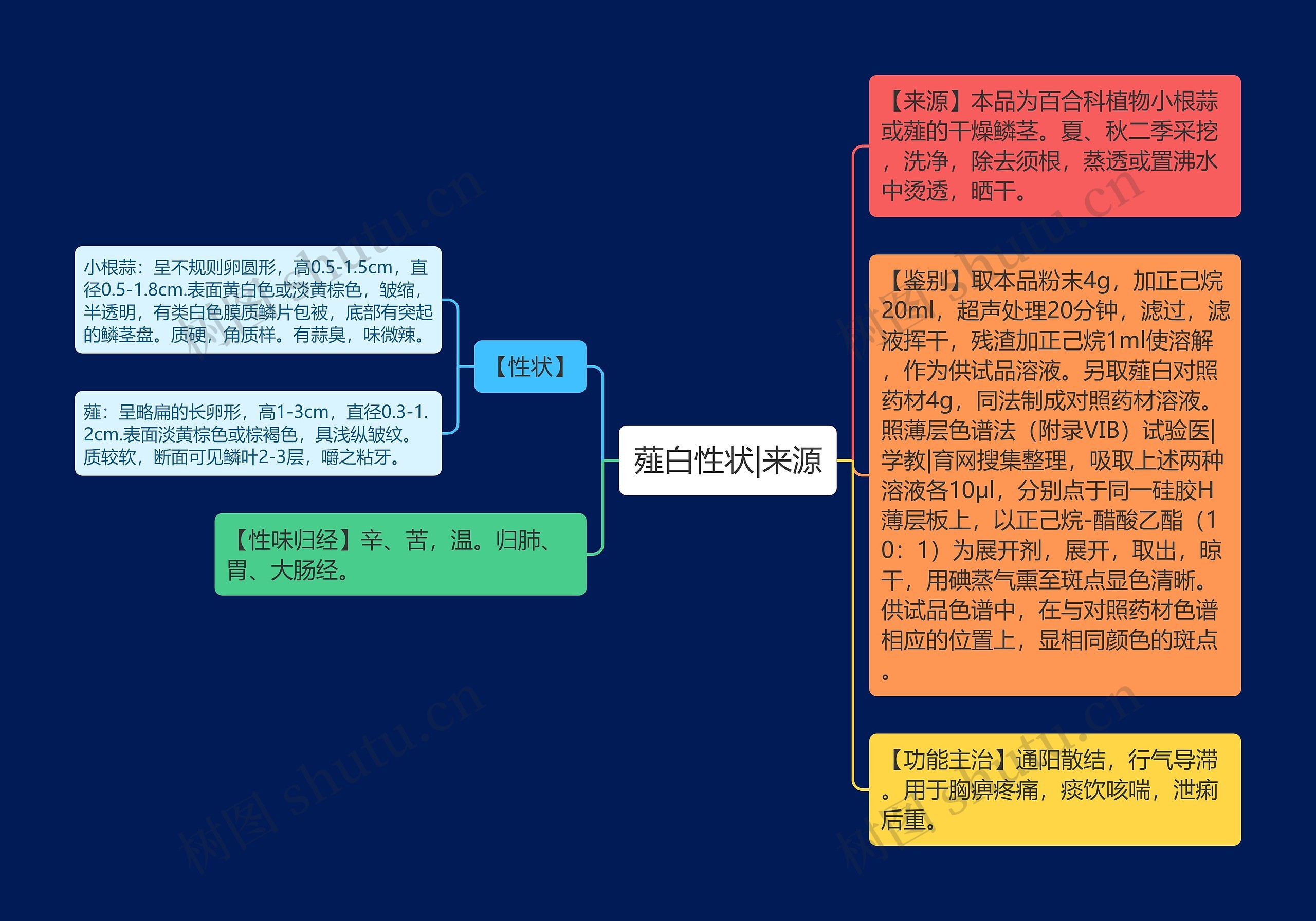 薤白性状|来源思维导图