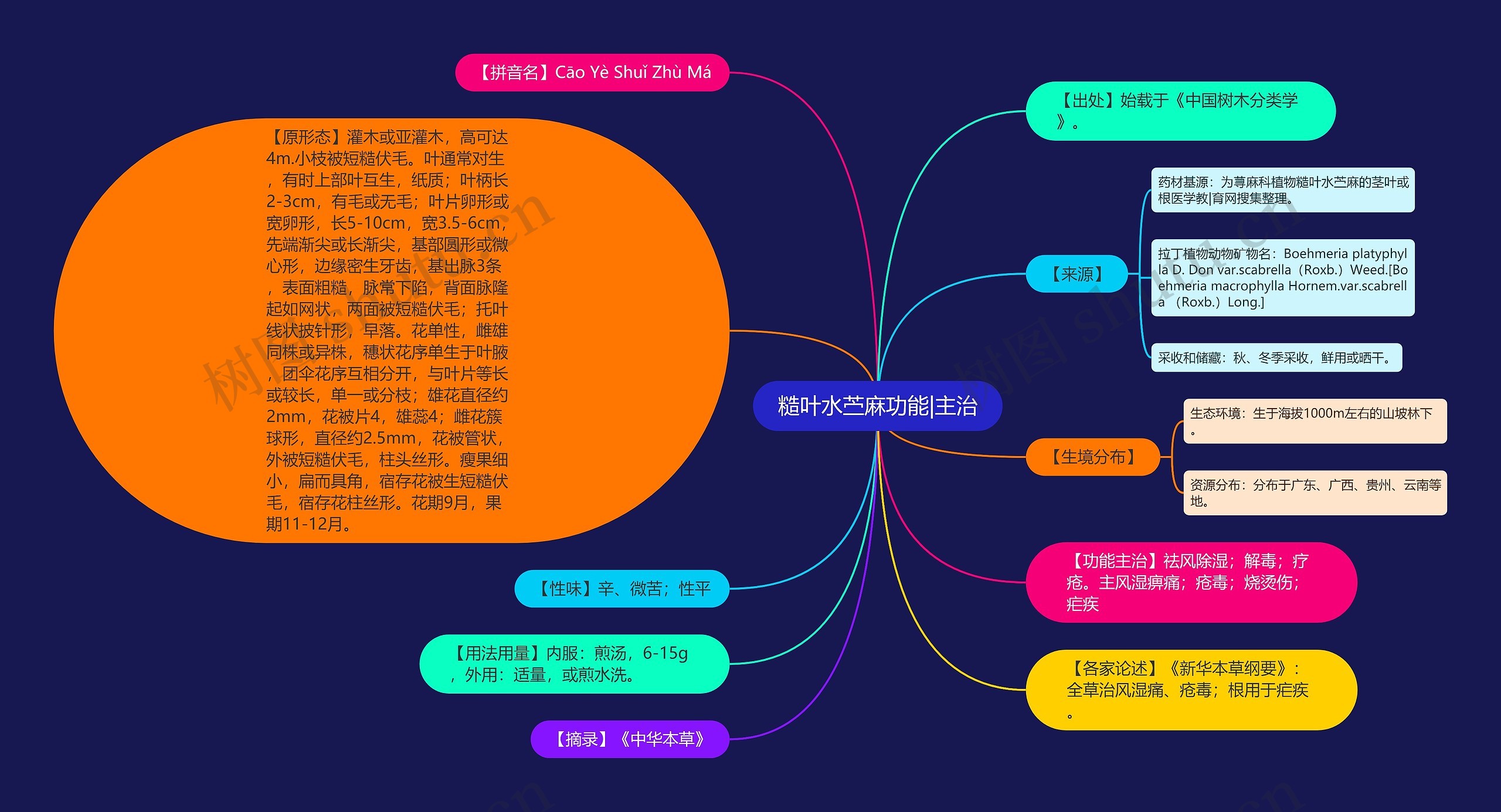 糙叶水苎麻功能|主治思维导图