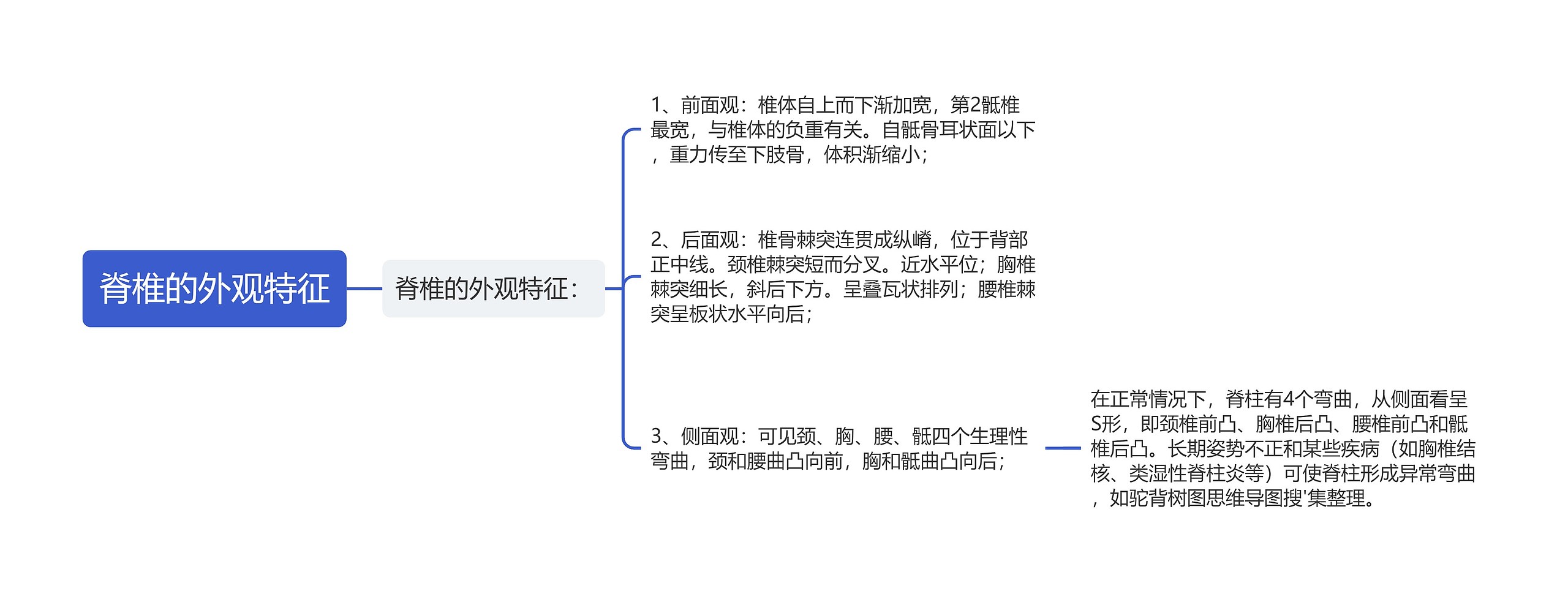 脊椎的外观特征思维导图