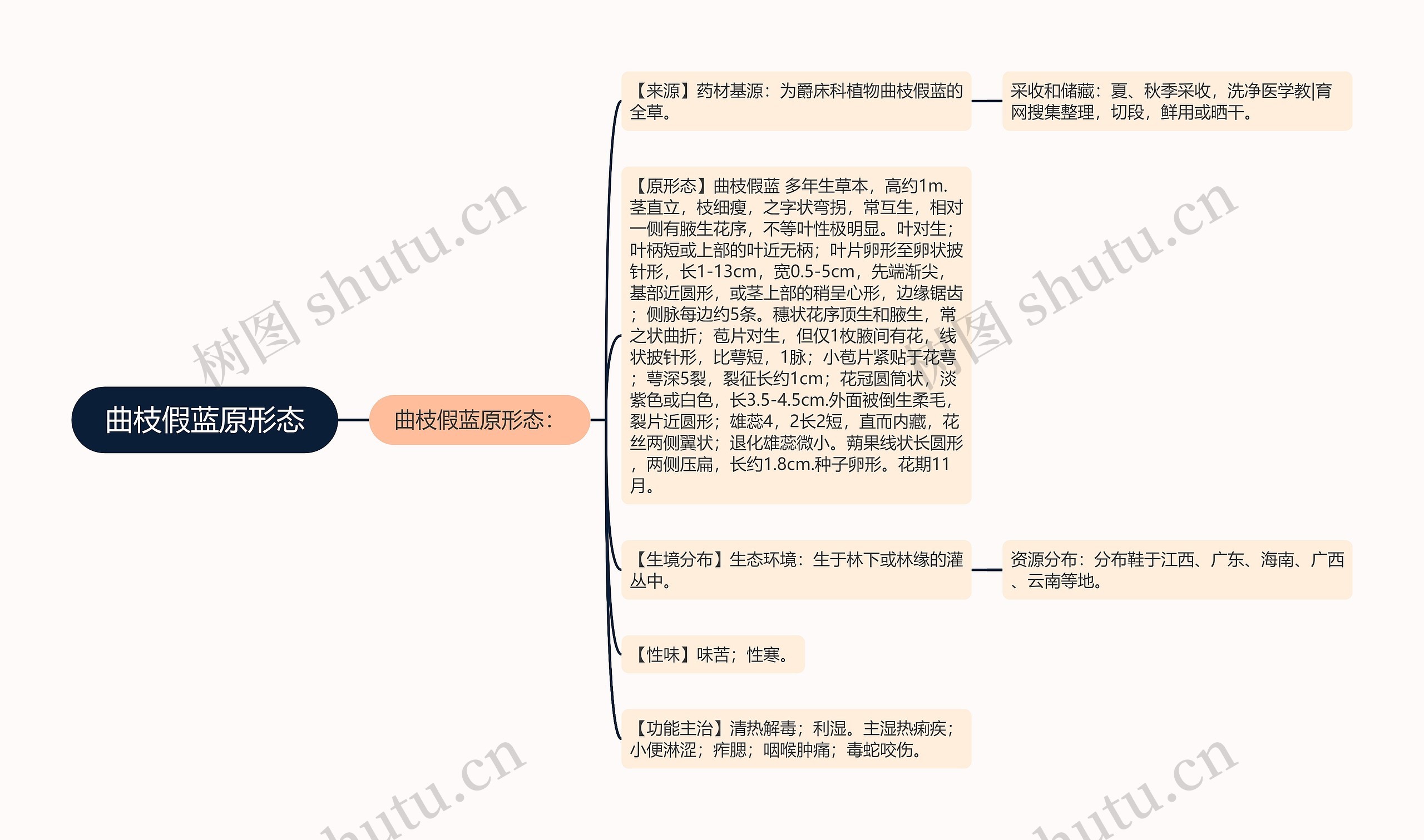 曲枝假蓝原形态思维导图