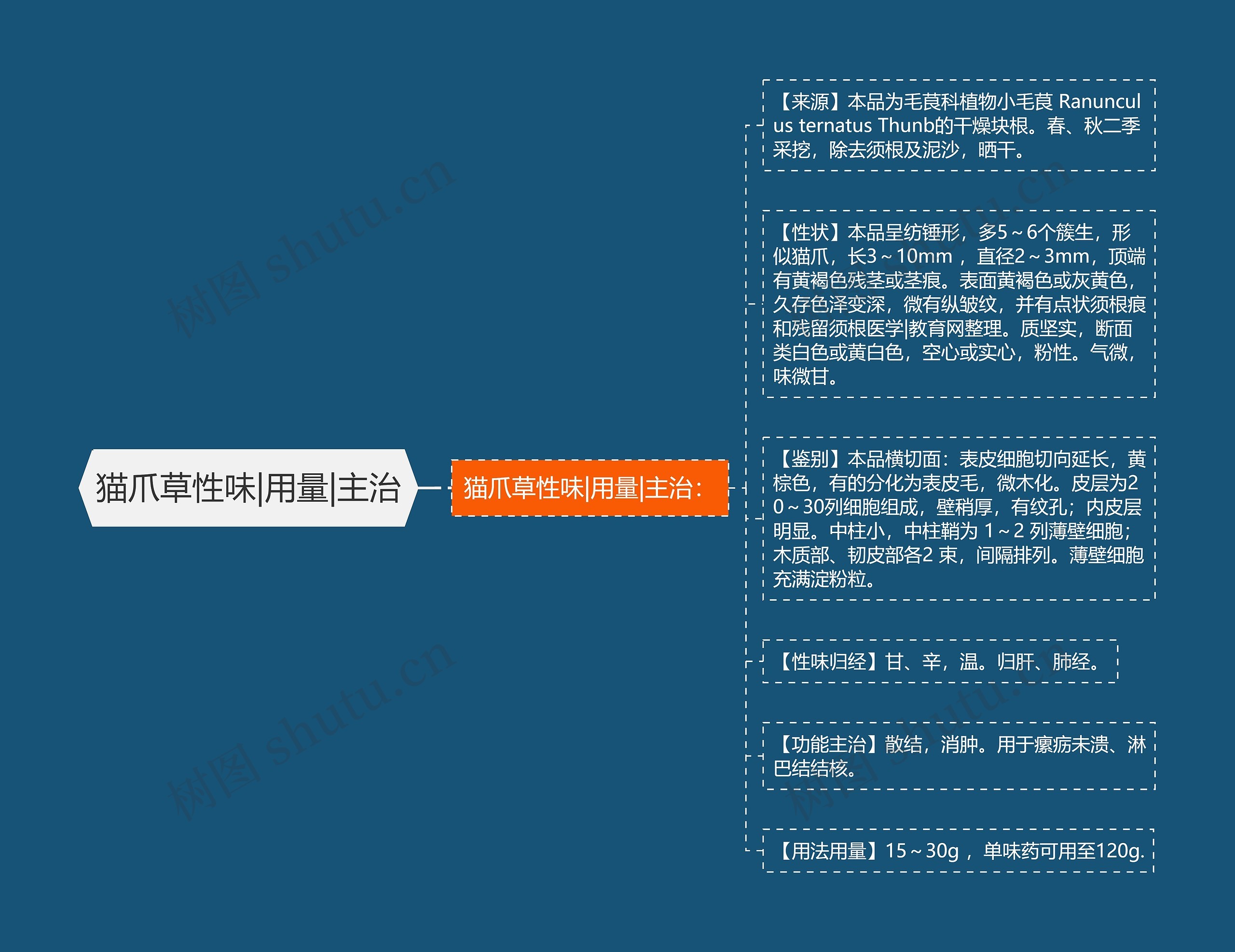 猫爪草性味|用量|主治思维导图