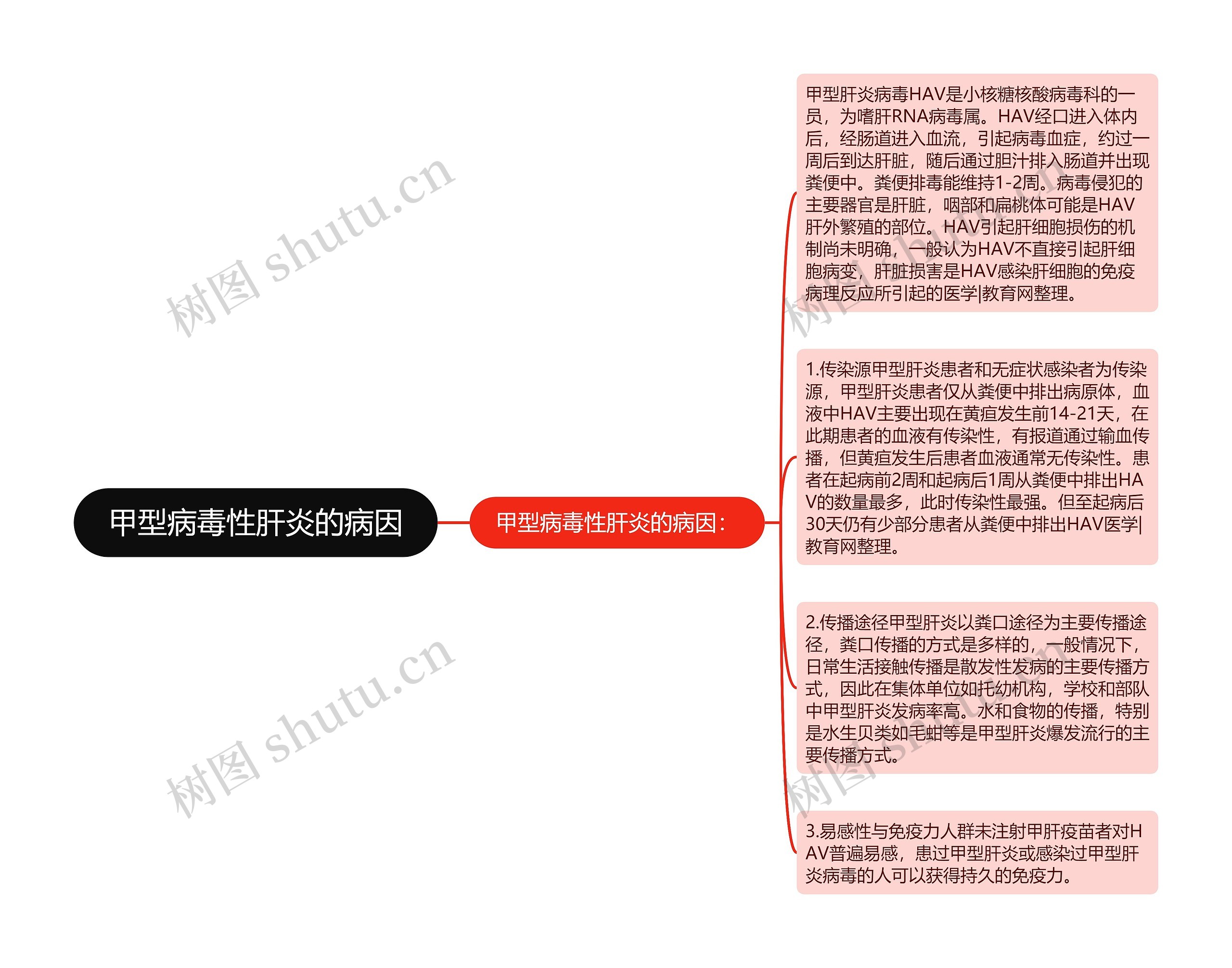 甲型病毒性肝炎的病因思维导图