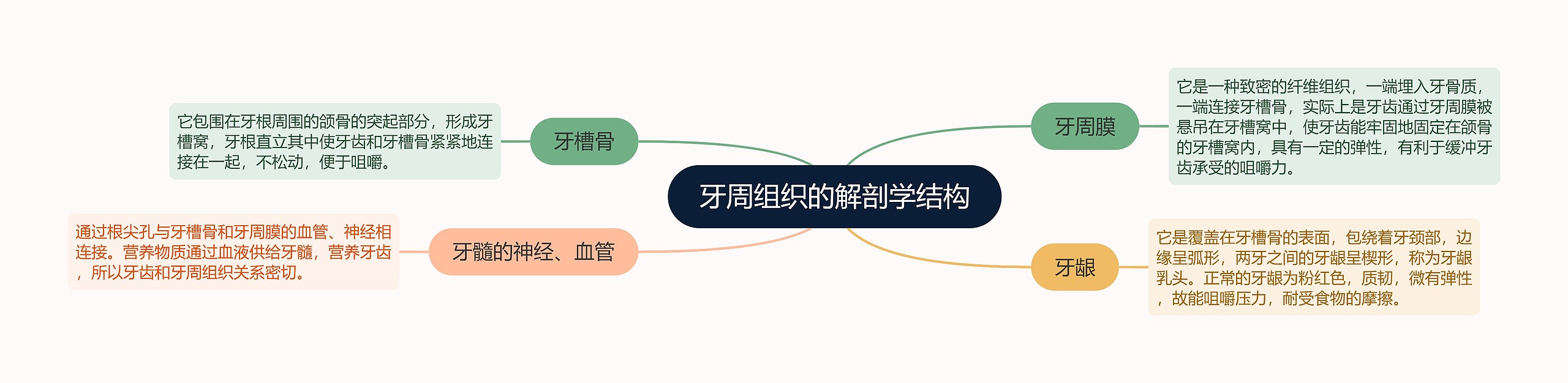 牙周组织的解剖学结构 牙周组织的解剖学结构