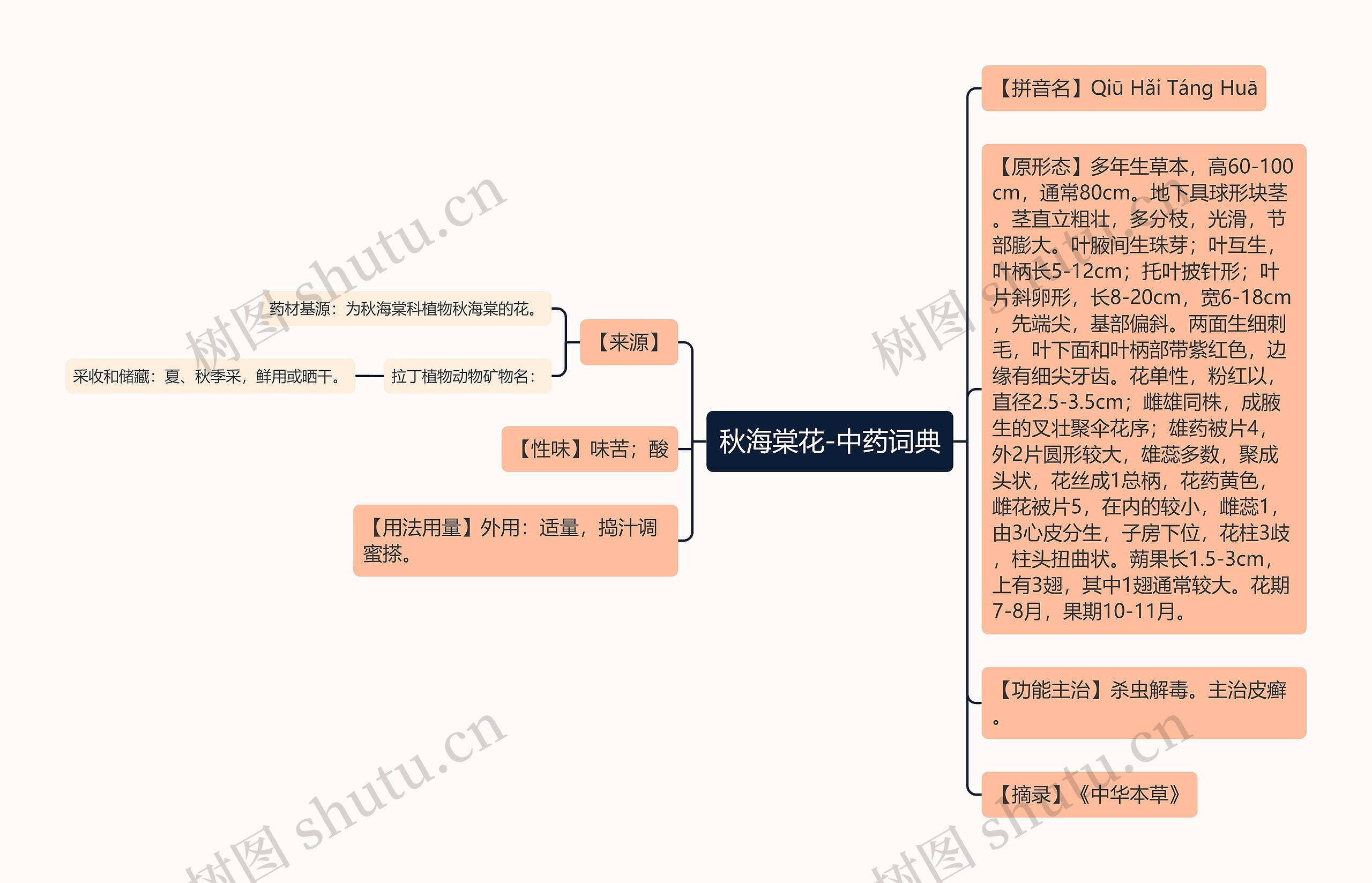 秋海棠花-中药词典思维导图