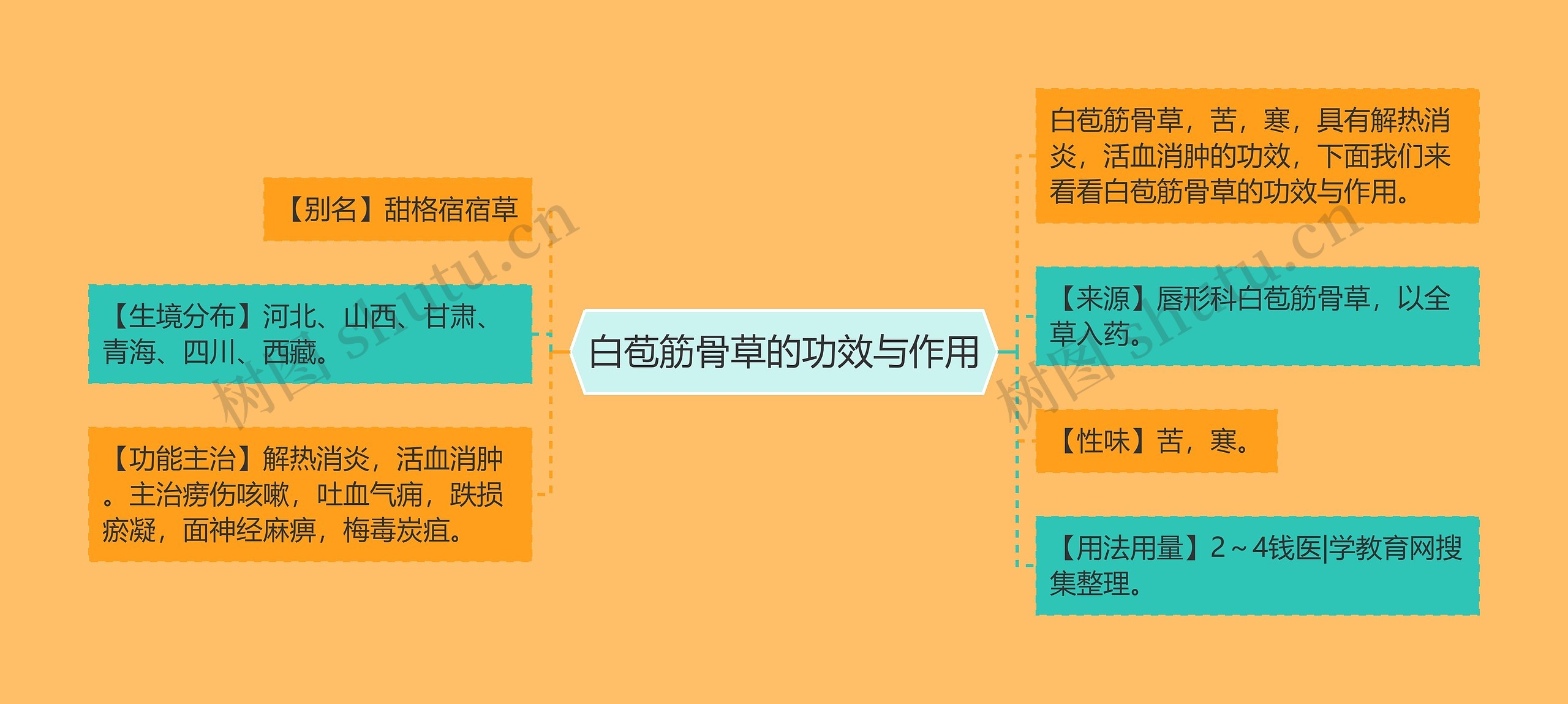 白苞筋骨草的功效与作用 白苞筋骨草的功效与作用