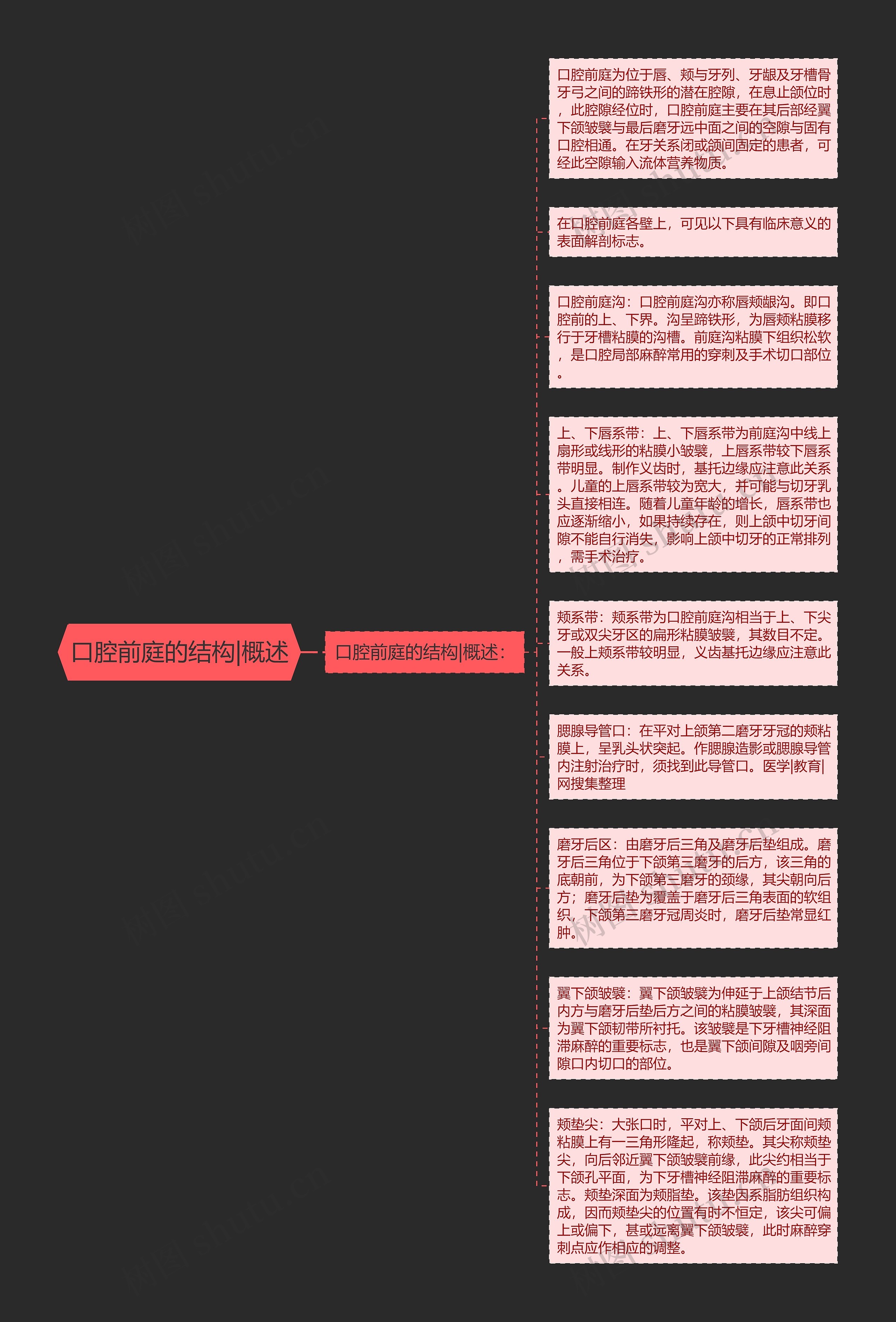 口腔前庭的结构|概述