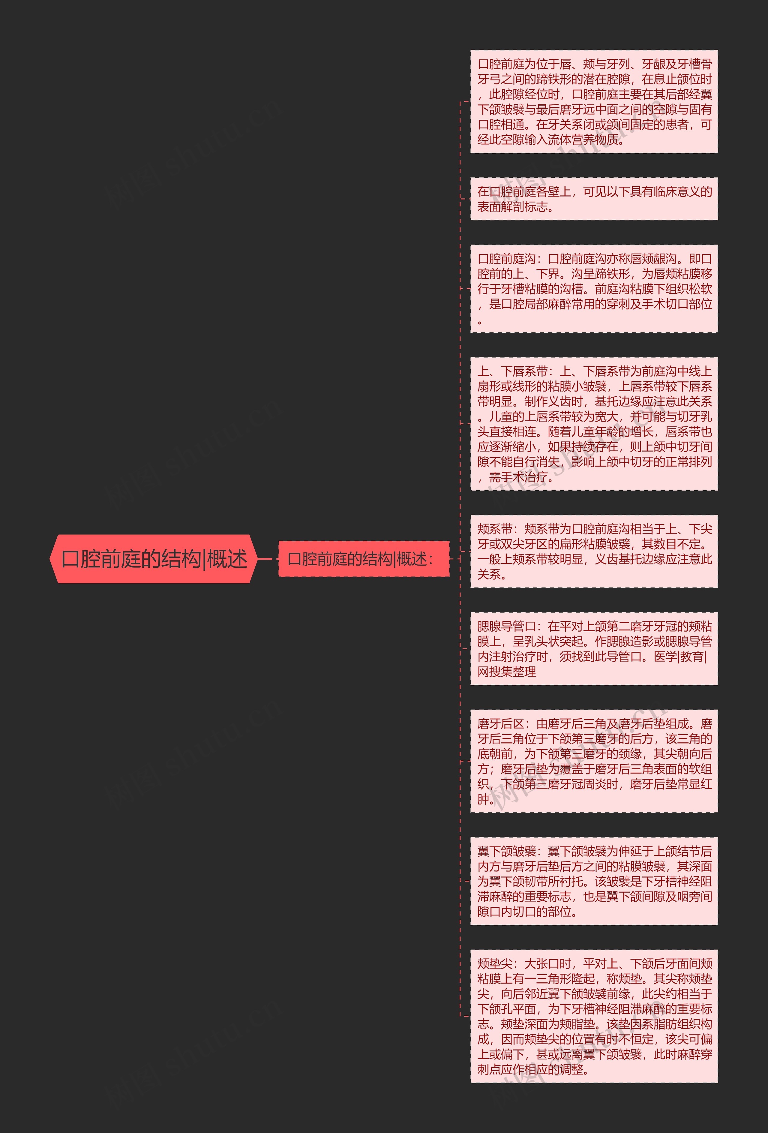 口腔前庭的结构|概述