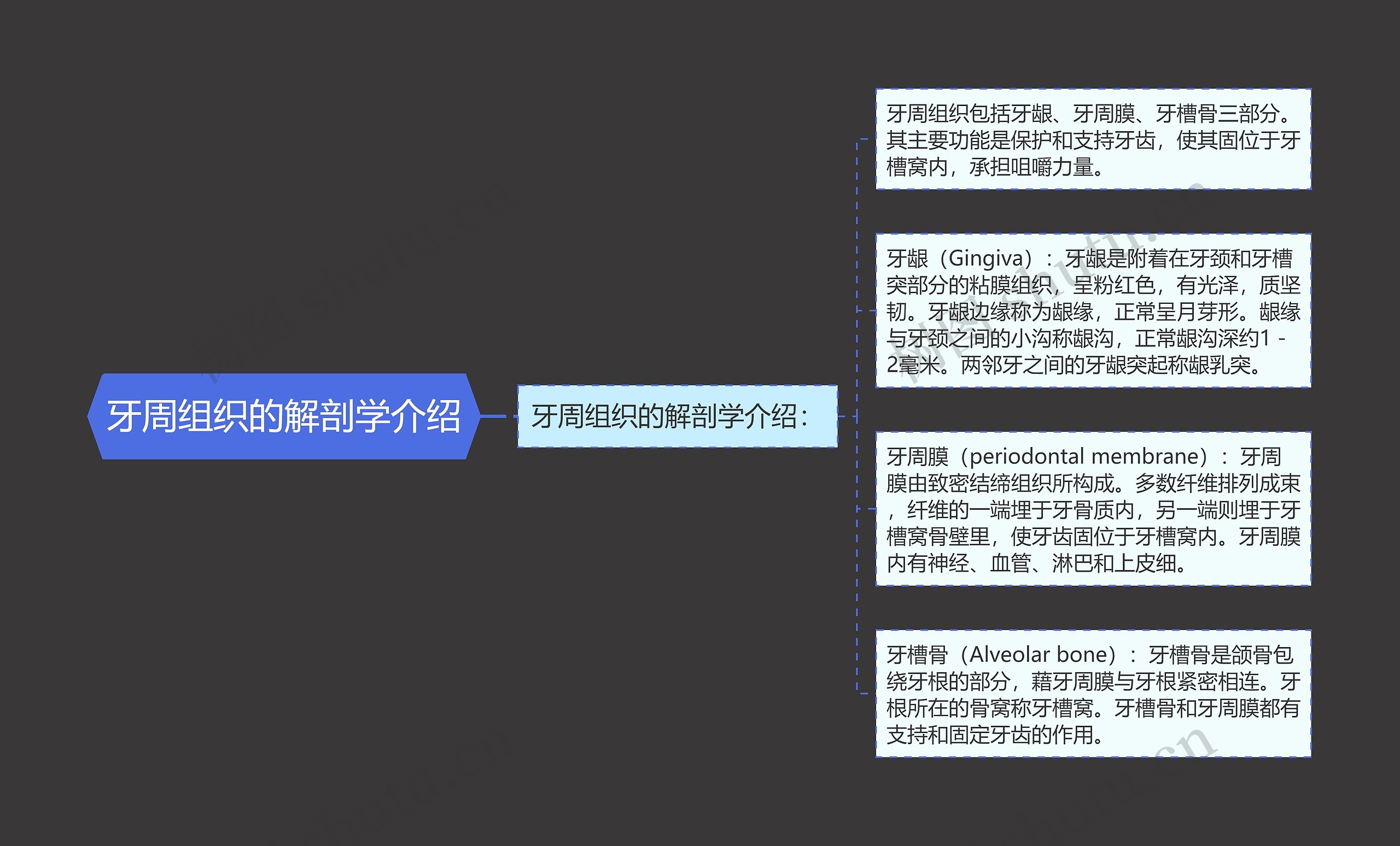 牙周组织的解剖学介绍 牙周组织的解剖学介绍