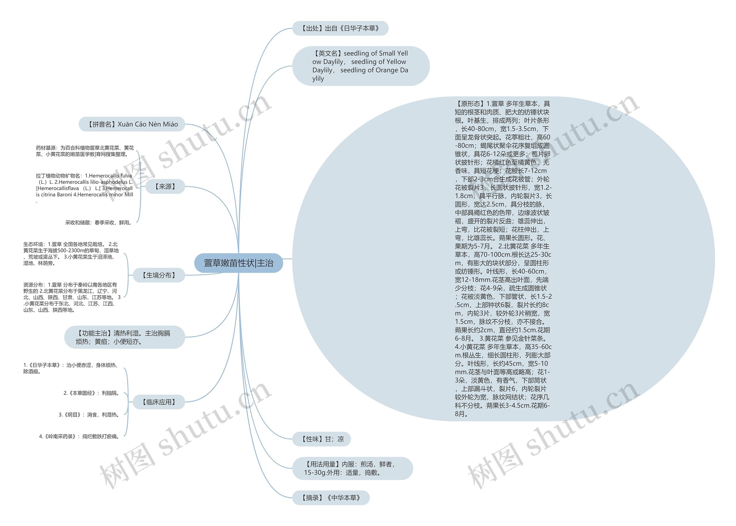 萱草嫩苗性状|主治思维导图