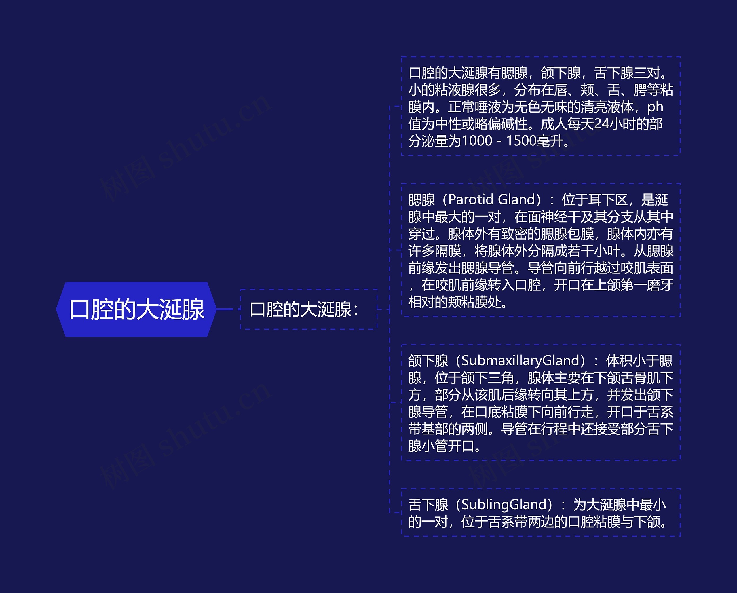 口腔的大涎腺 口腔的大涎腺
