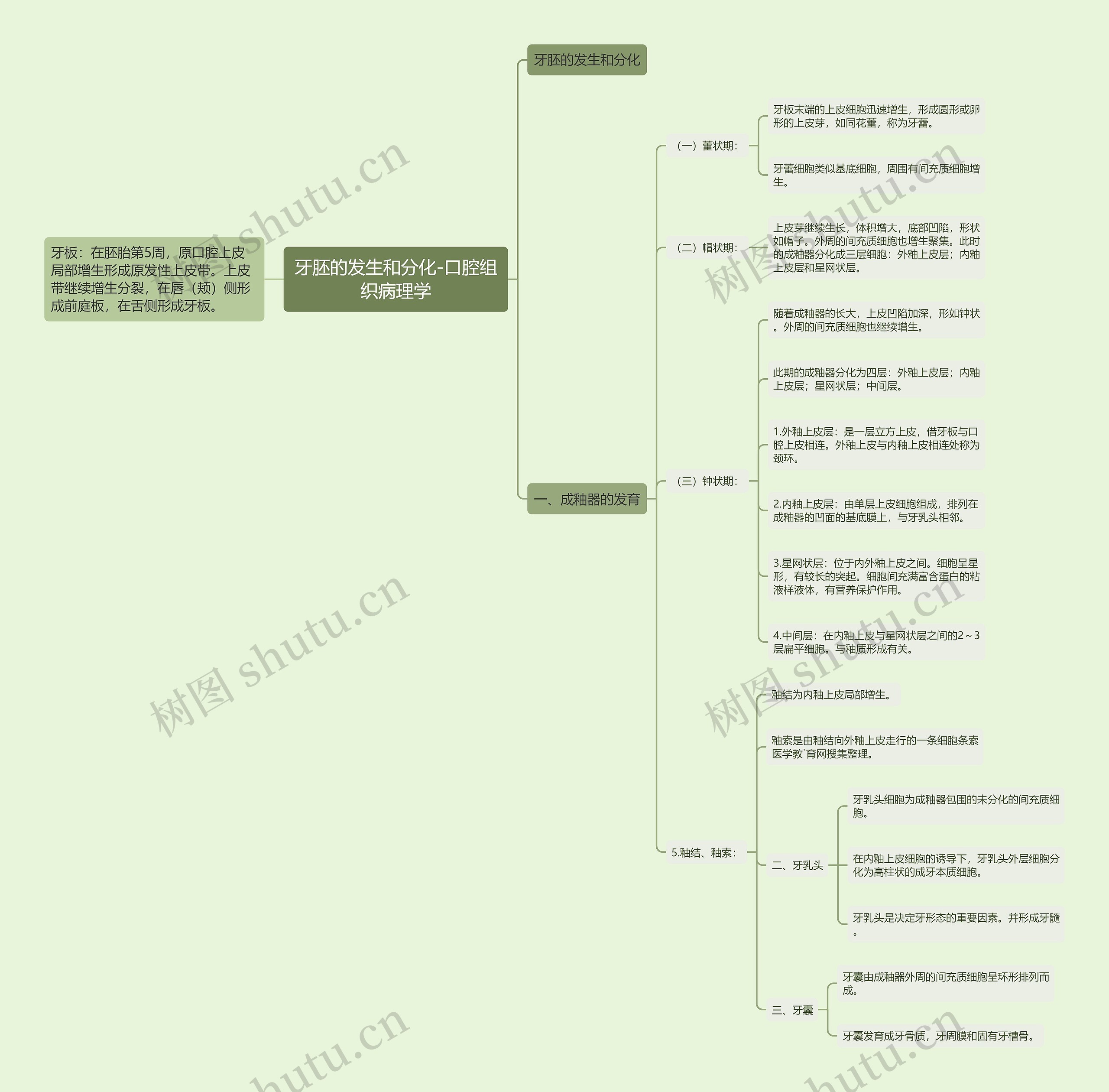 牙胚的发生和分化-口腔组织病理学思维导图
