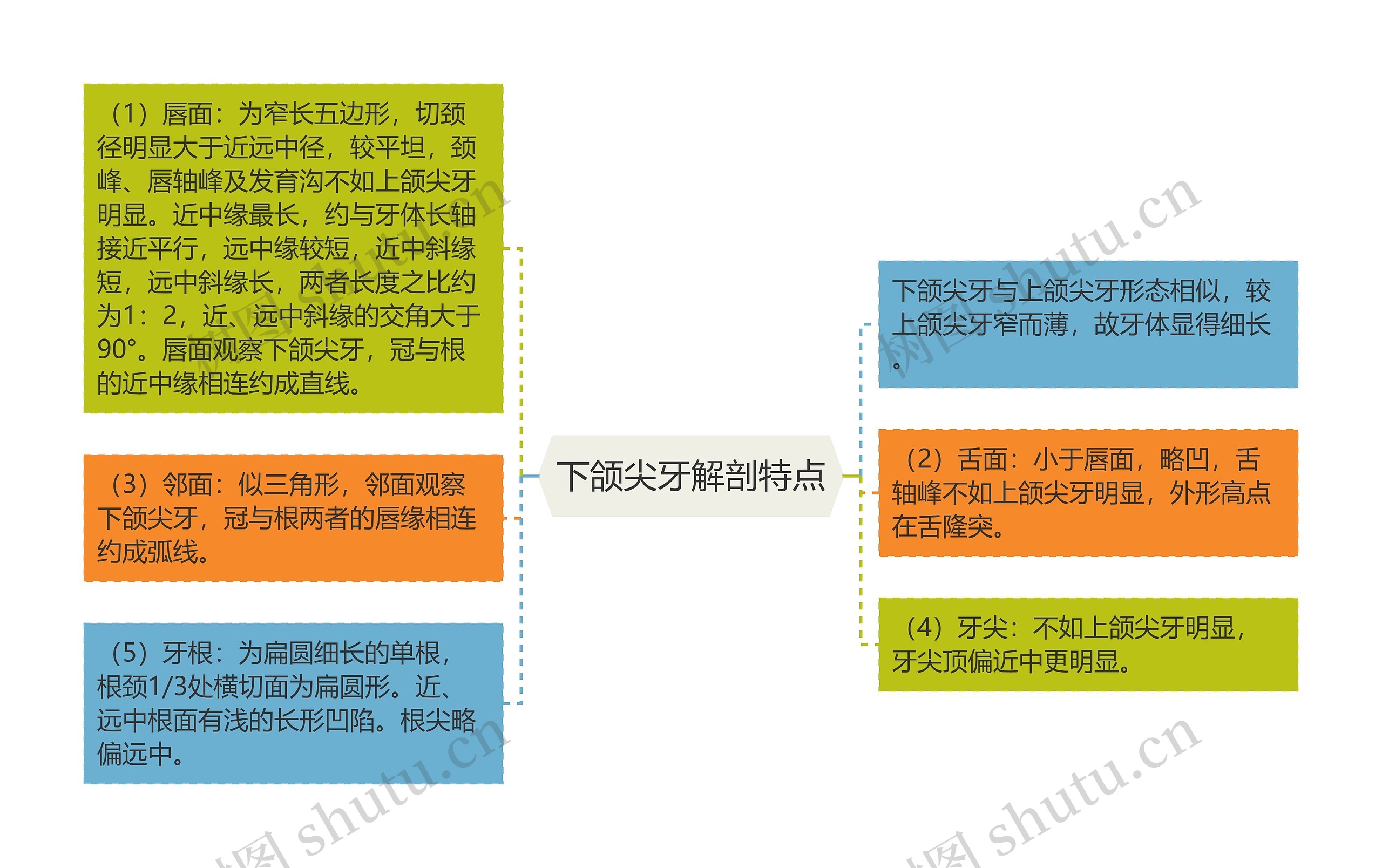 下颌尖牙解剖特点