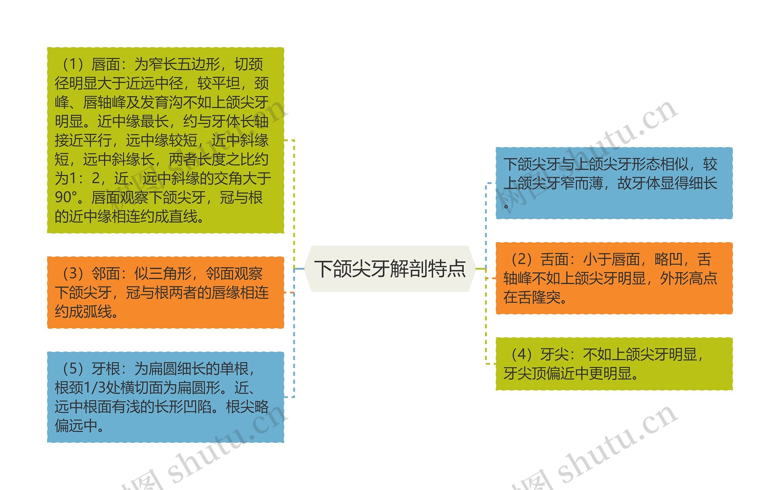 下颌尖牙解剖特点 下颌尖牙解剖特点