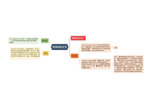 脊神经的分支