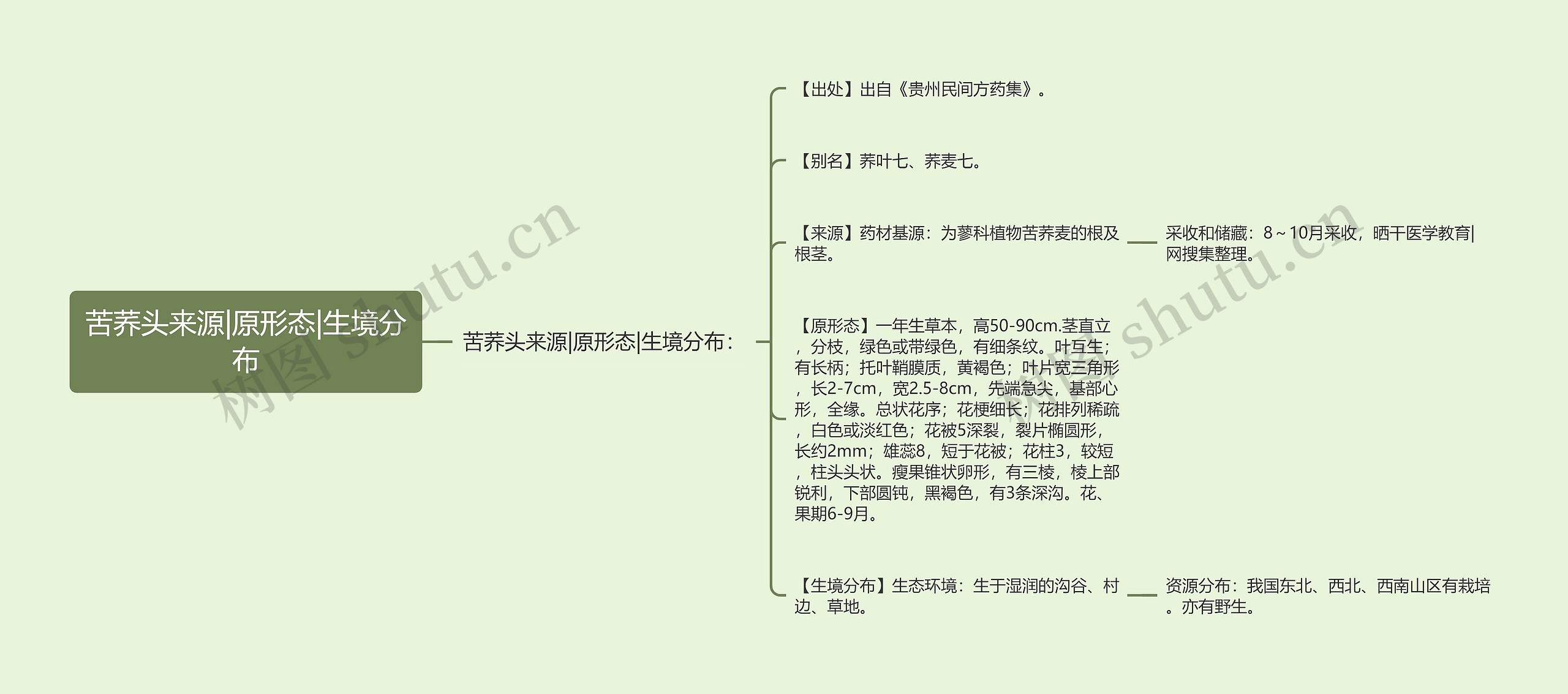 苦荞头来源|原形态|生境分布 苦荞头来源|原形态|生境分布