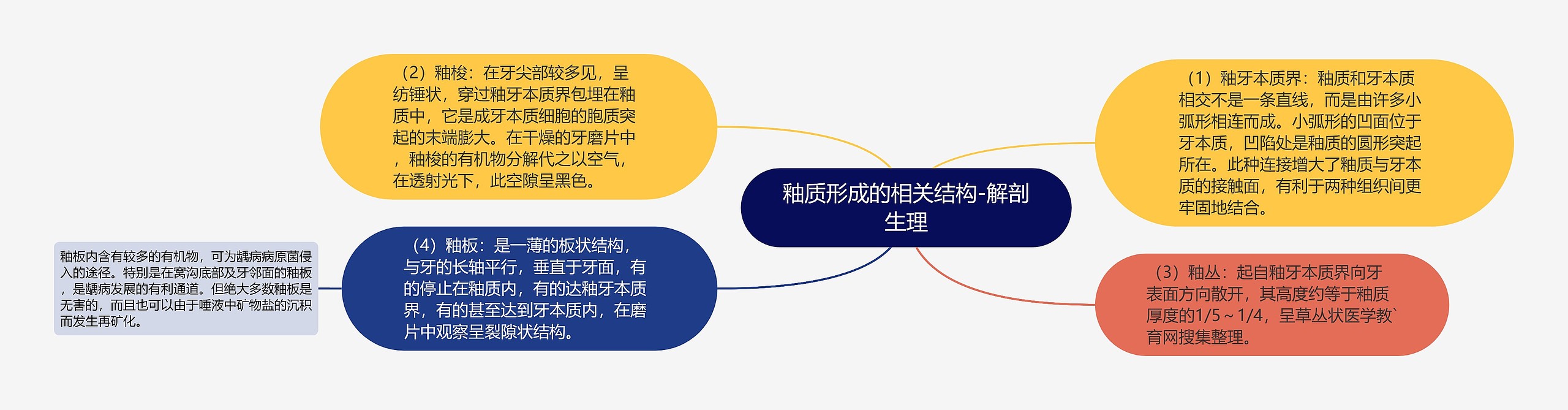 釉质形成的相关结构-解剖生理思维导图