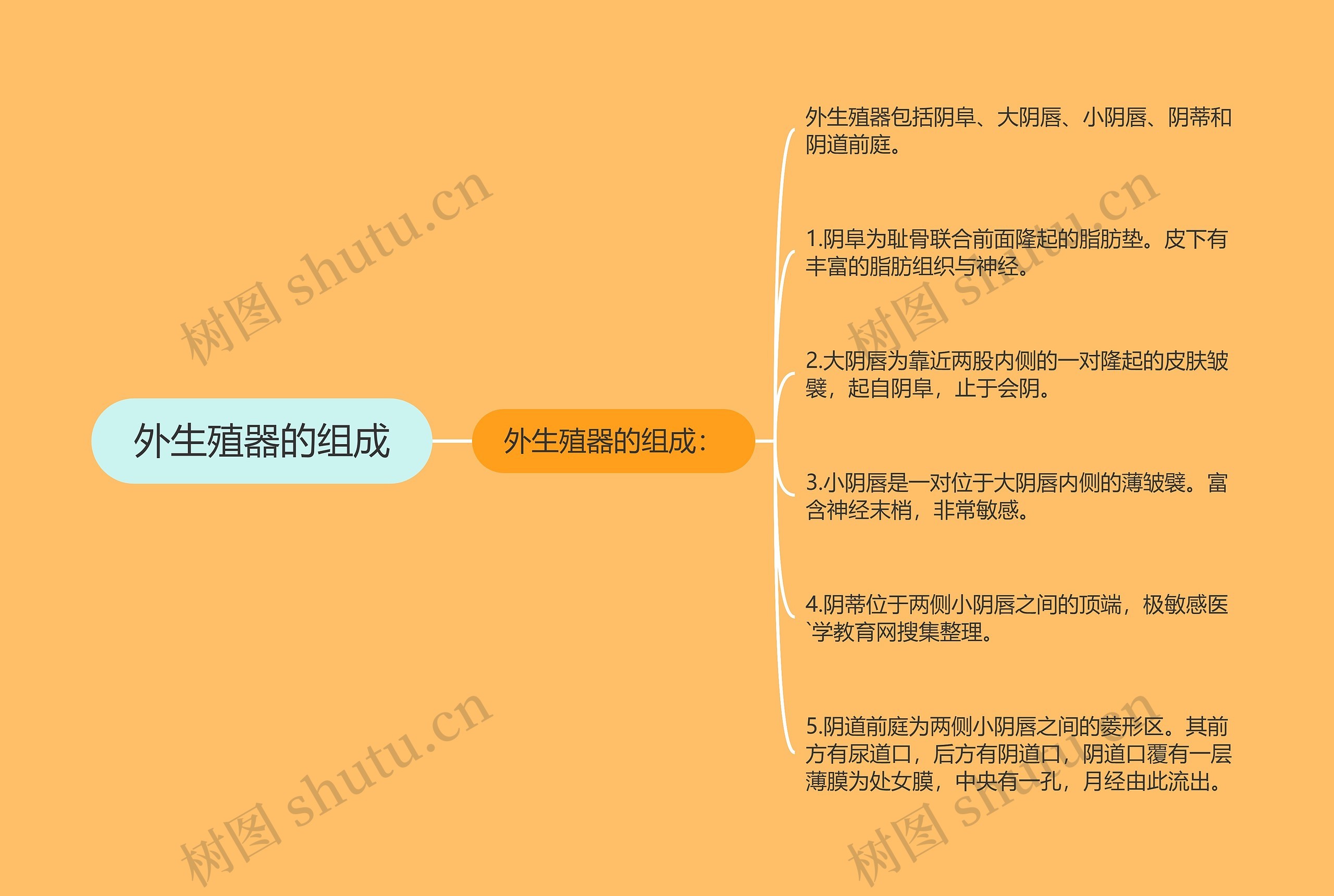 外生殖器的组成 外生殖器的组成