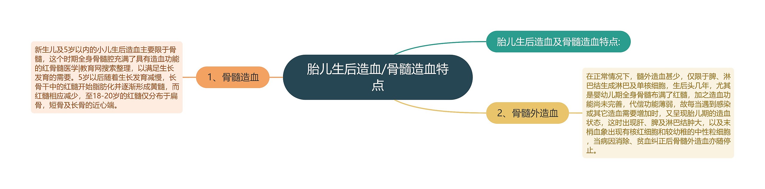 胎儿生后造血/骨髓造血特点 胎儿生后造血/骨髓造血特点
