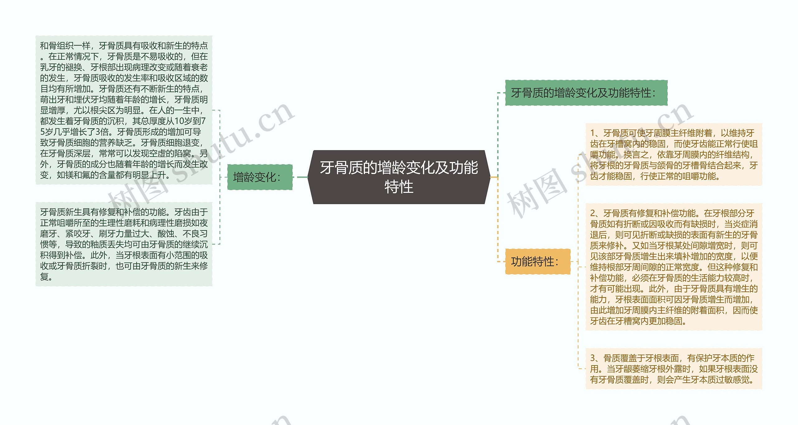 牙骨质的增龄变化及功能特性思维导图