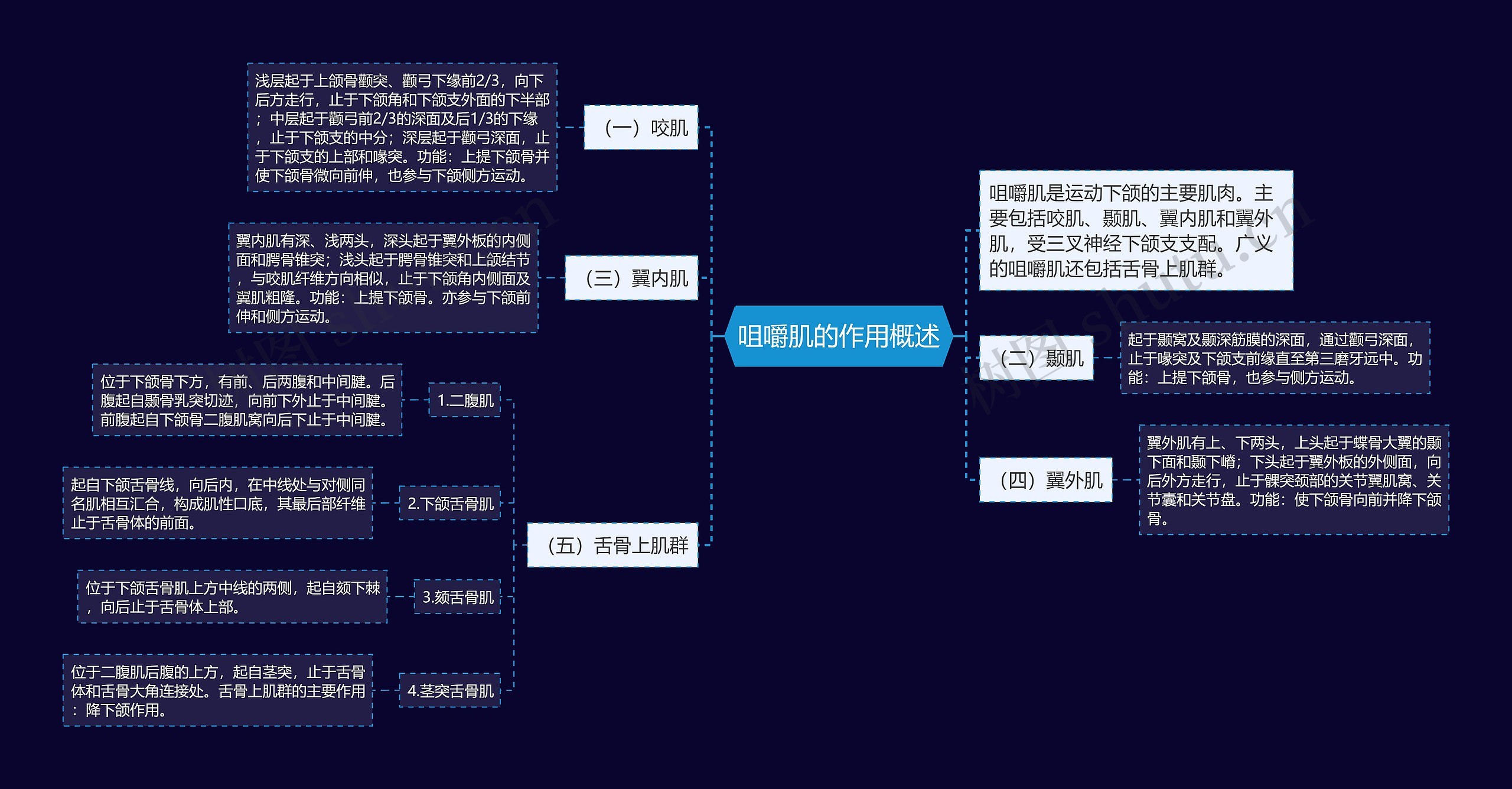 咀嚼肌的作用概述思维导图