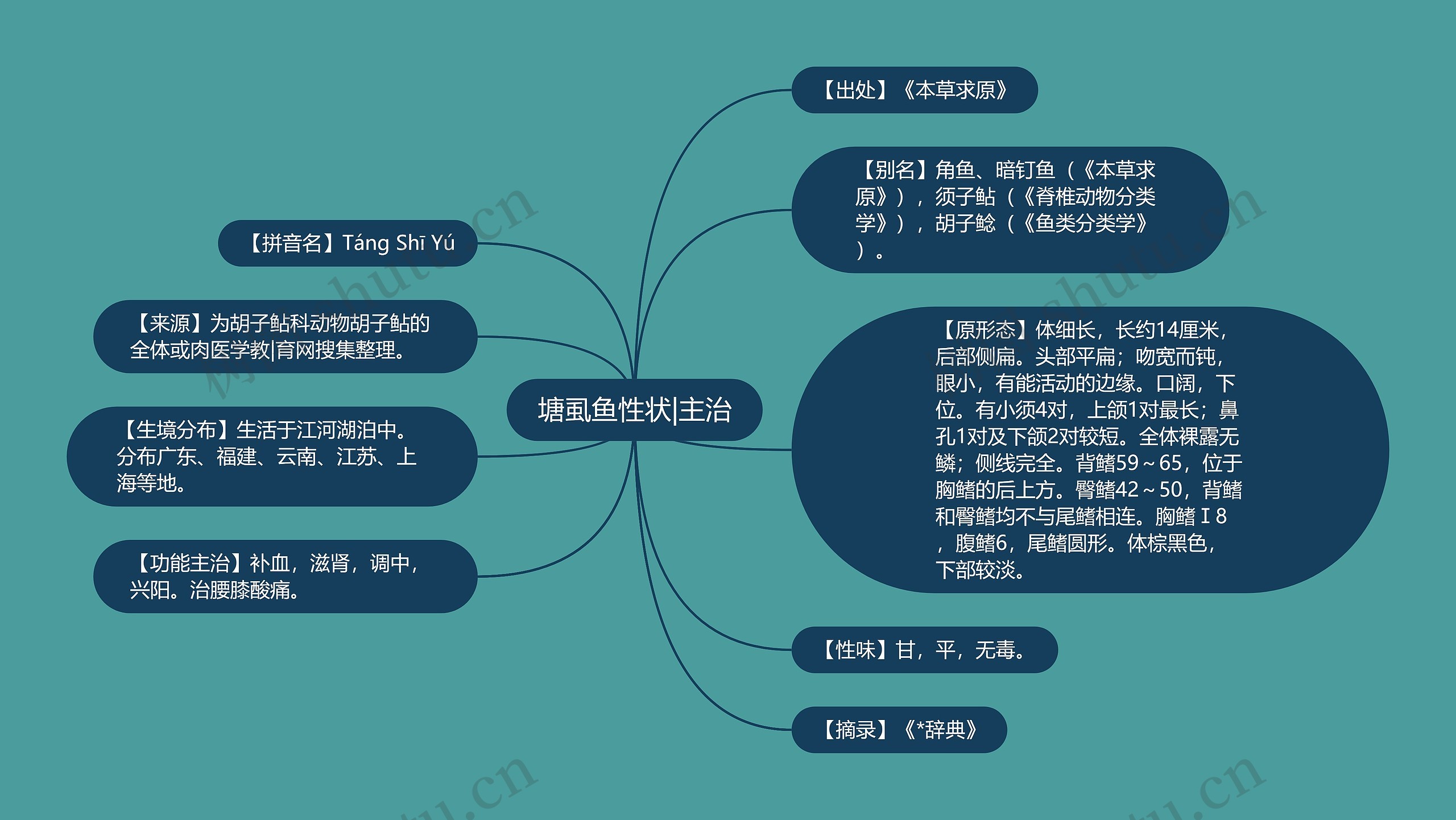 塘虱鱼性状|主治 塘虱鱼性状|主治
