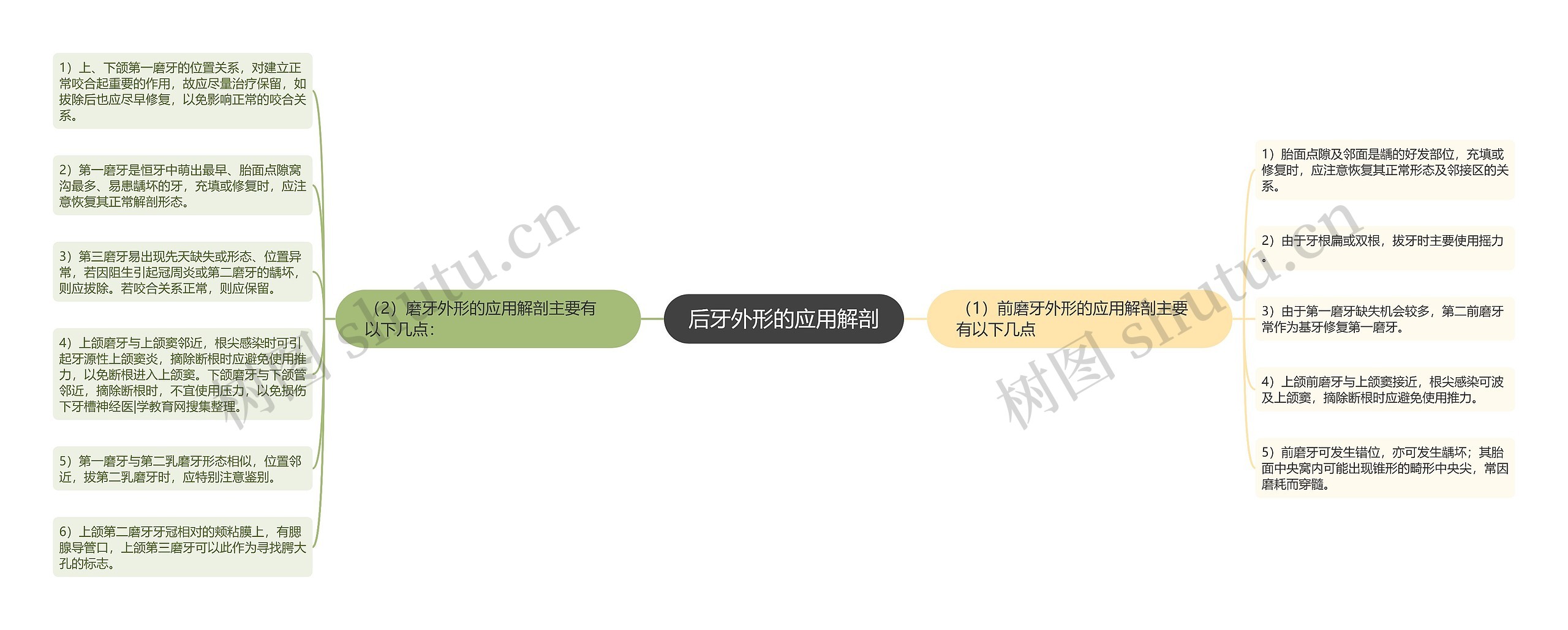 后牙外形的应用解剖 后牙外形的应用解剖